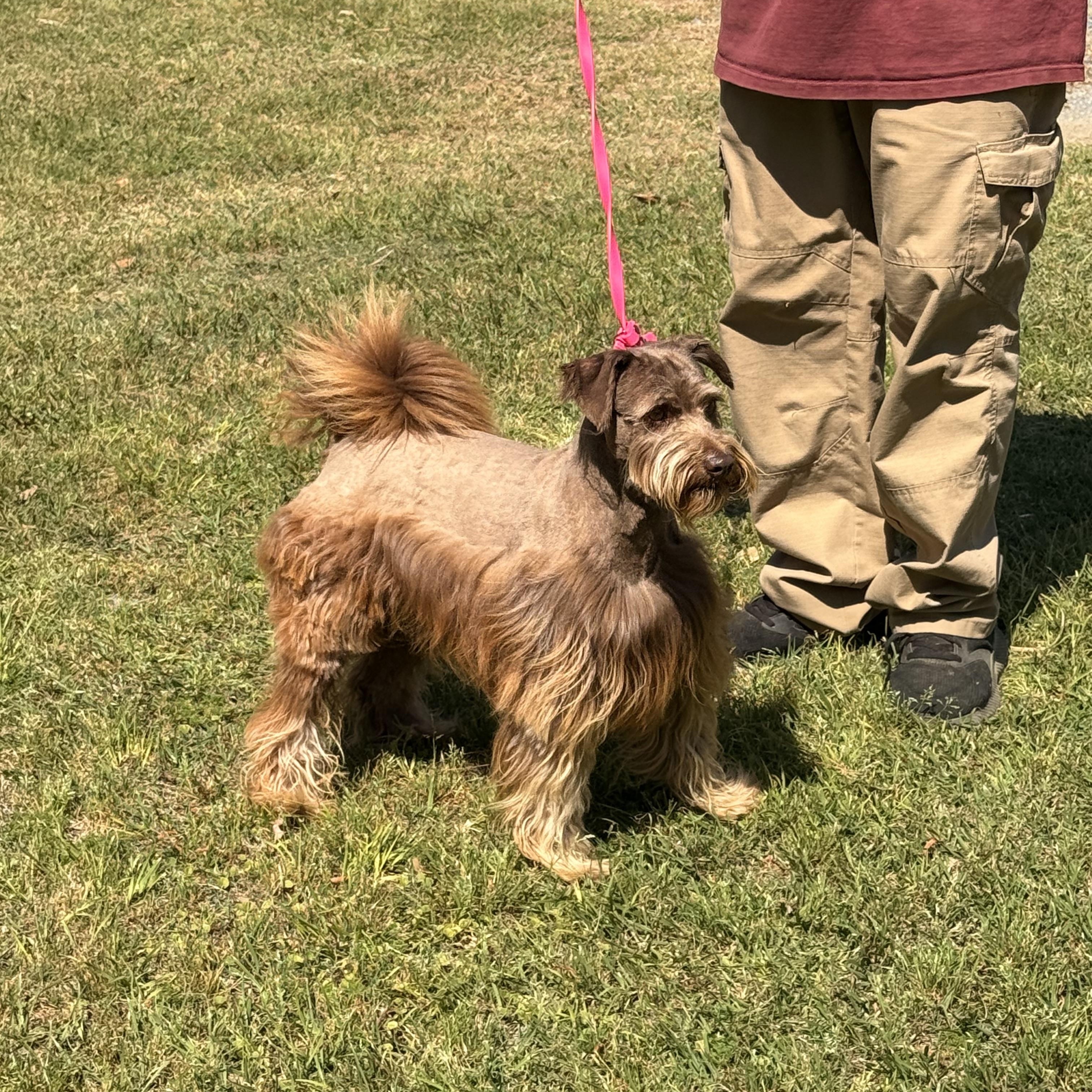 Enlarge Scout, a ADOPTABLE mixed breed in Texarkana, TX image 5/5
