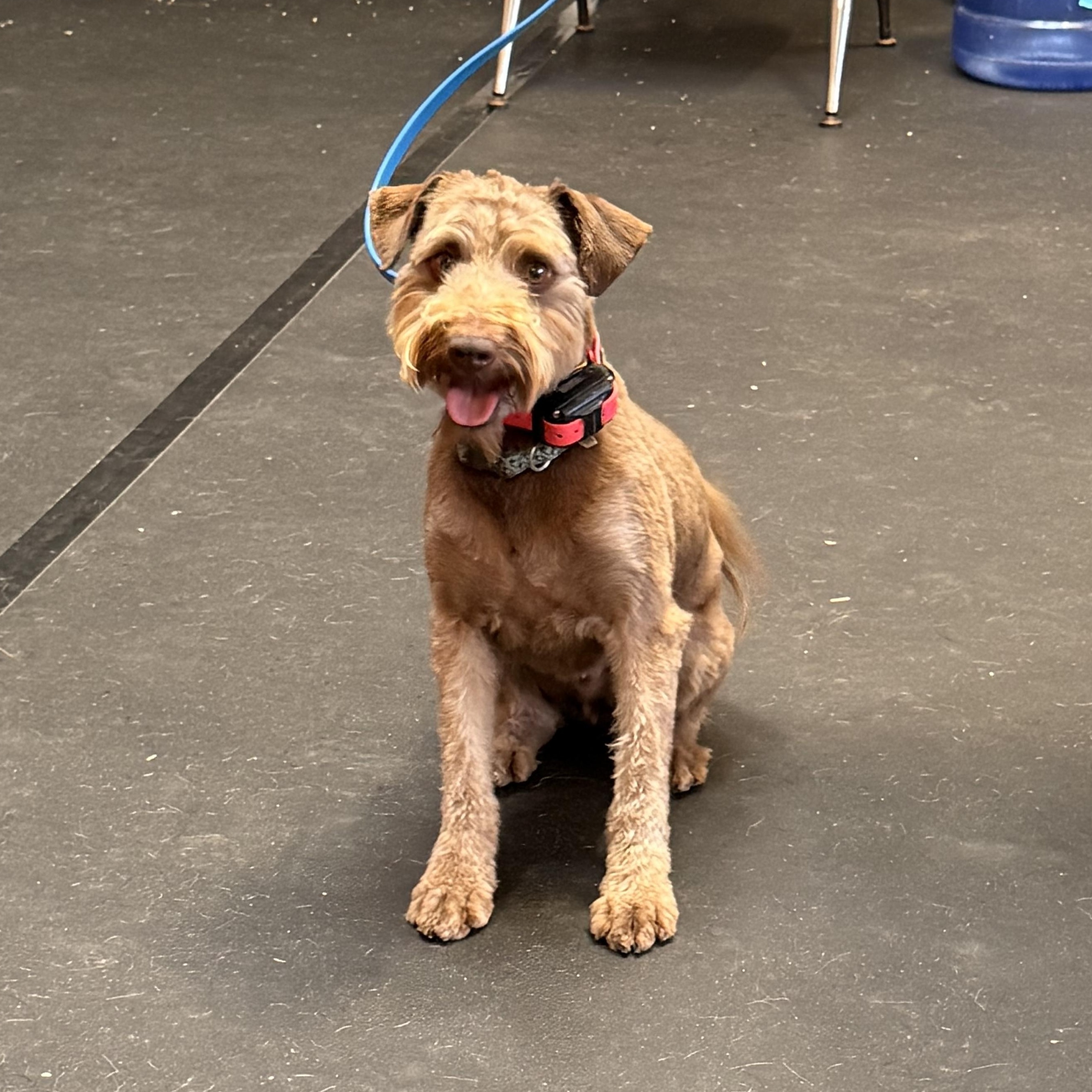 Enlarge Scout, a Adoptable mixed breed in Texarkana, TX image 4/6