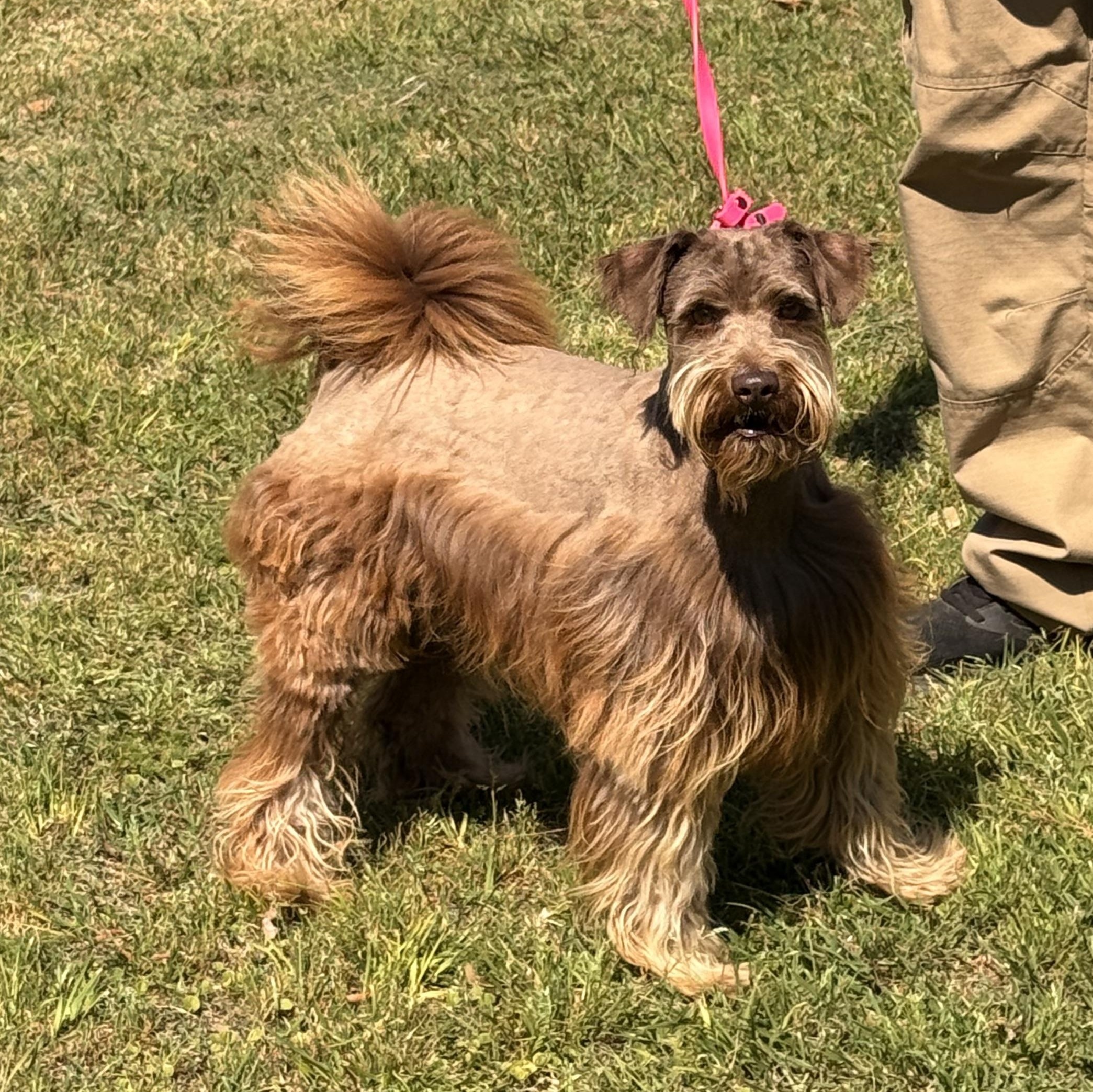 Enlarge Scout, a ADOPTABLE mixed breed in Texarkana, TX image 1/5