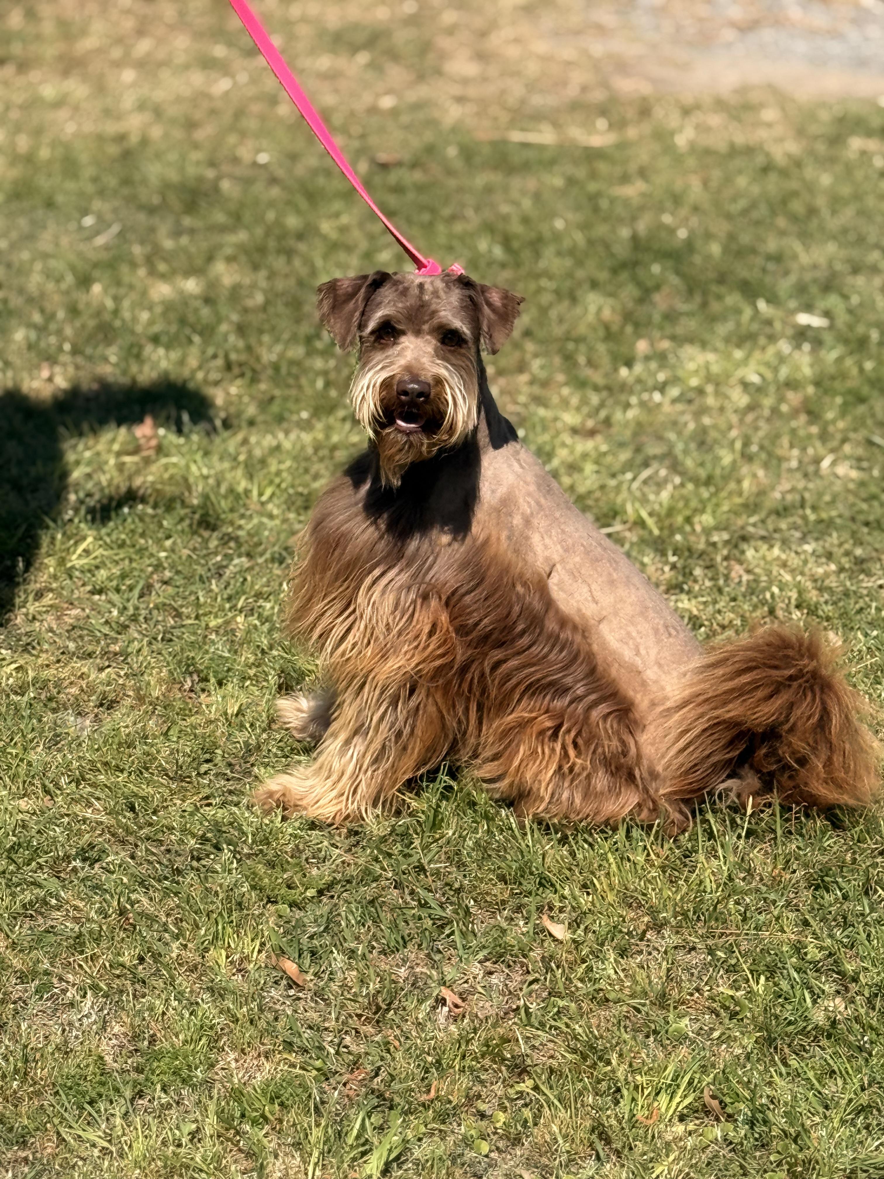 Enlarge Scout, a ADOPTABLE mixed breed in Texarkana, TX image 3/5