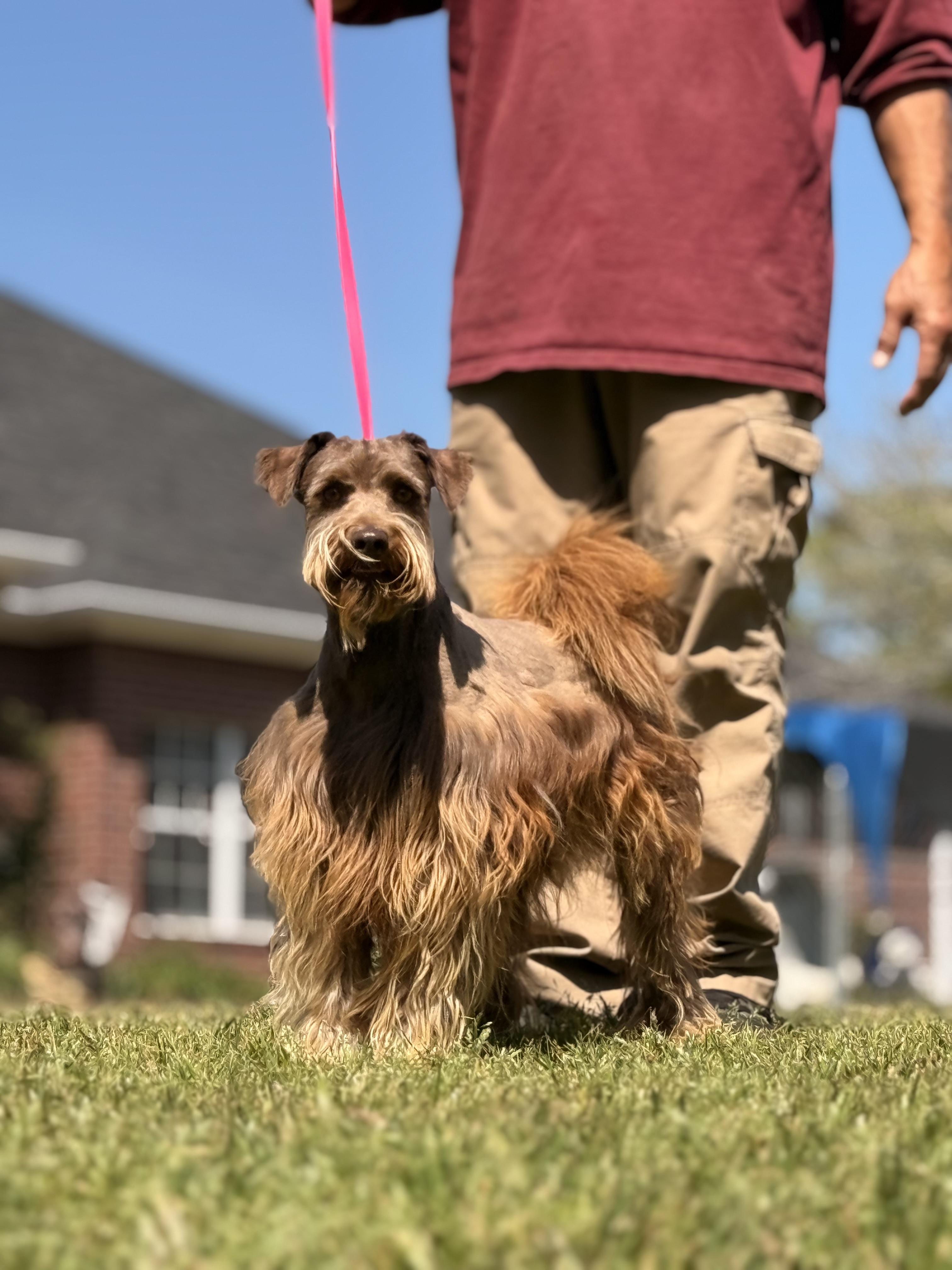 Enlarge Scout, a ADOPTABLE mixed breed in Texarkana, TX image 2/5