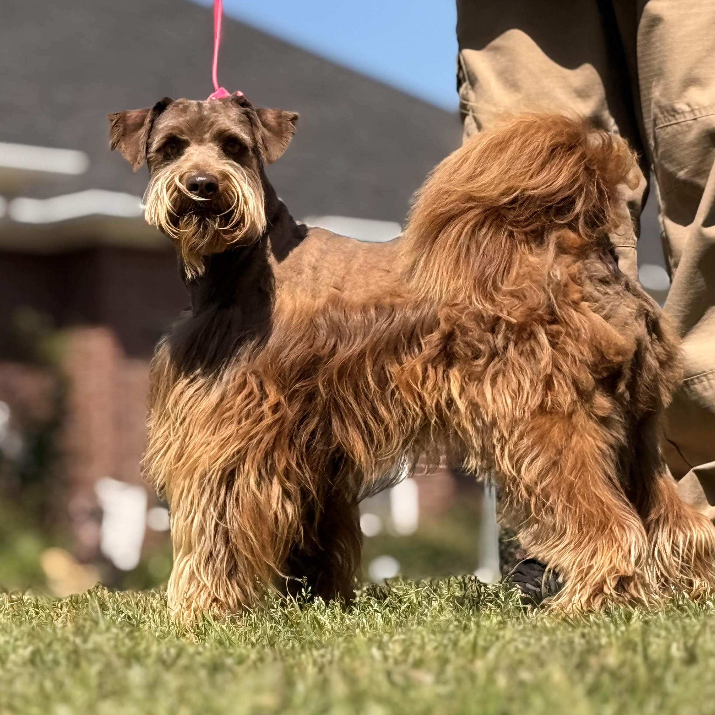 Enlarge Scout, a ADOPTABLE mixed breed in Texarkana, TX image 4/5