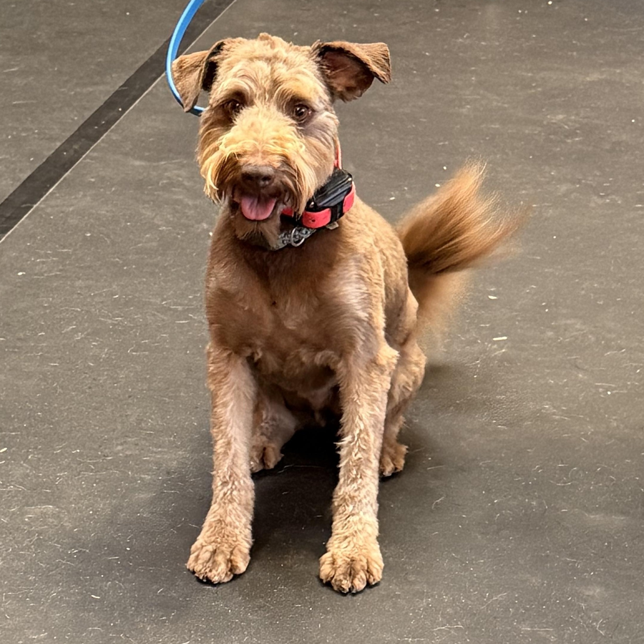 Enlarge Scout, a Adoptable mixed breed in Texarkana, TX image 5/6