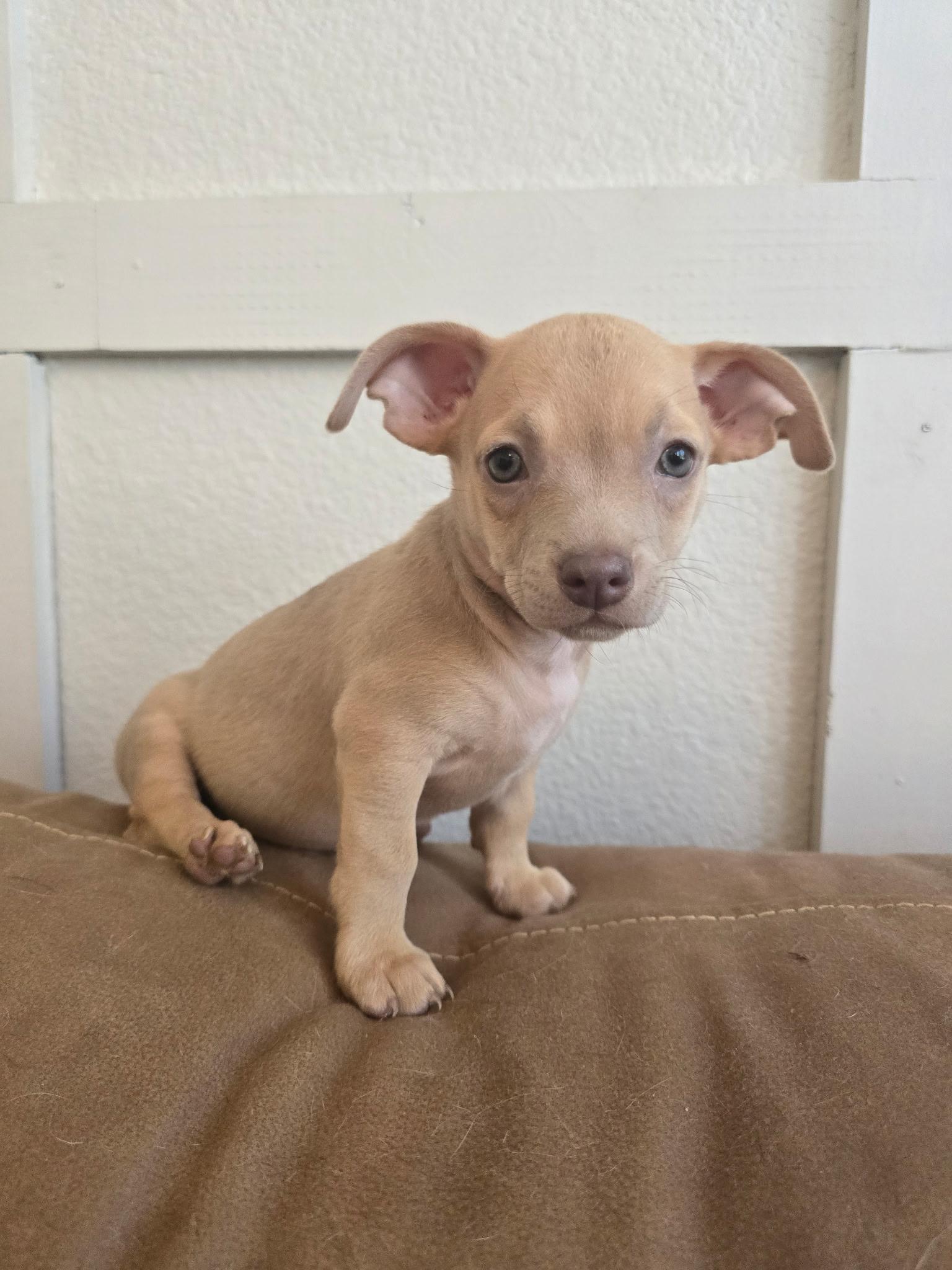 Triscuit (Nabisco litter), an adoptable mixed breed in Redwood City, CA image 2/6