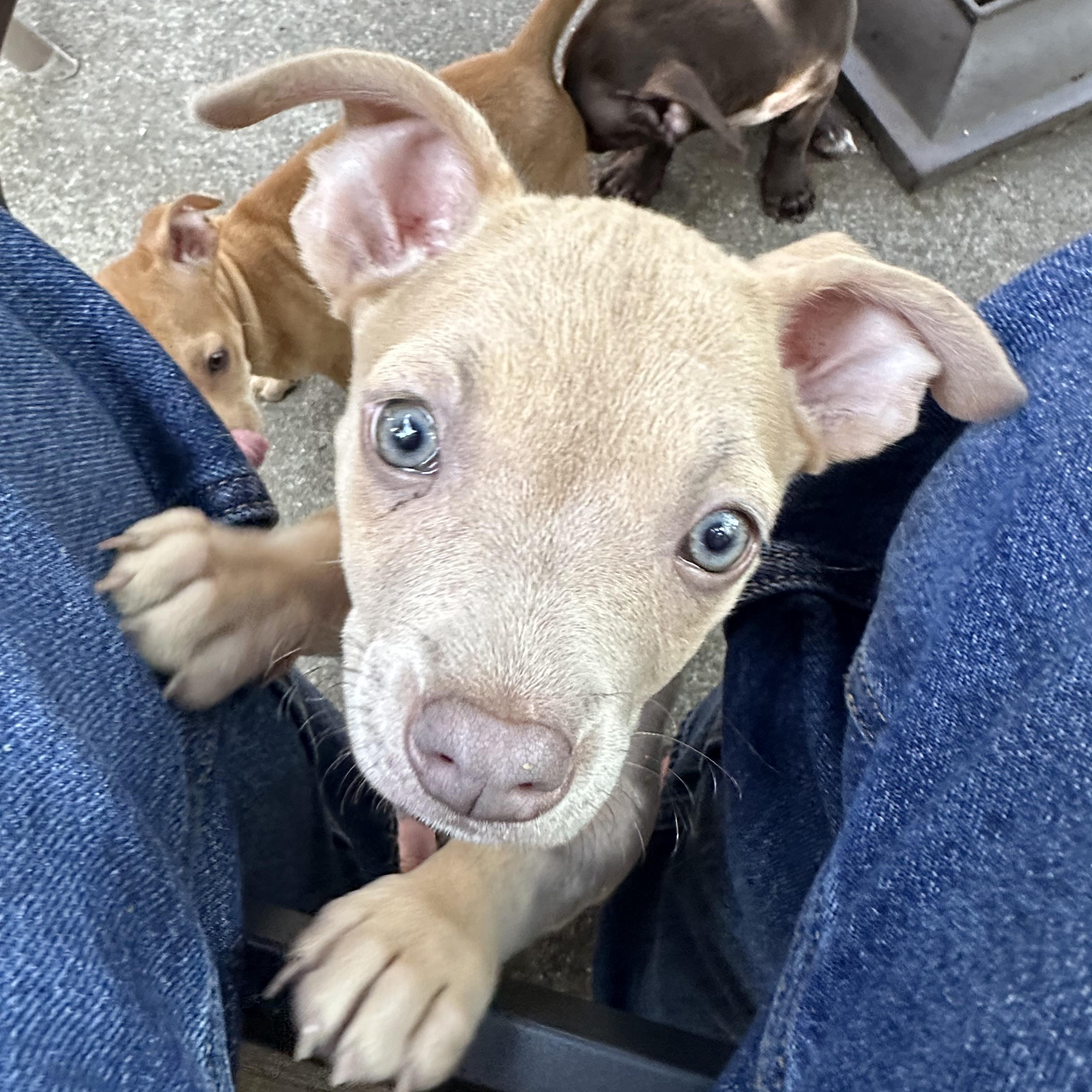 Triscuit (Nabisco litter), adoptable, Puppy Female Chihuahua & Pit Bull Terrier.