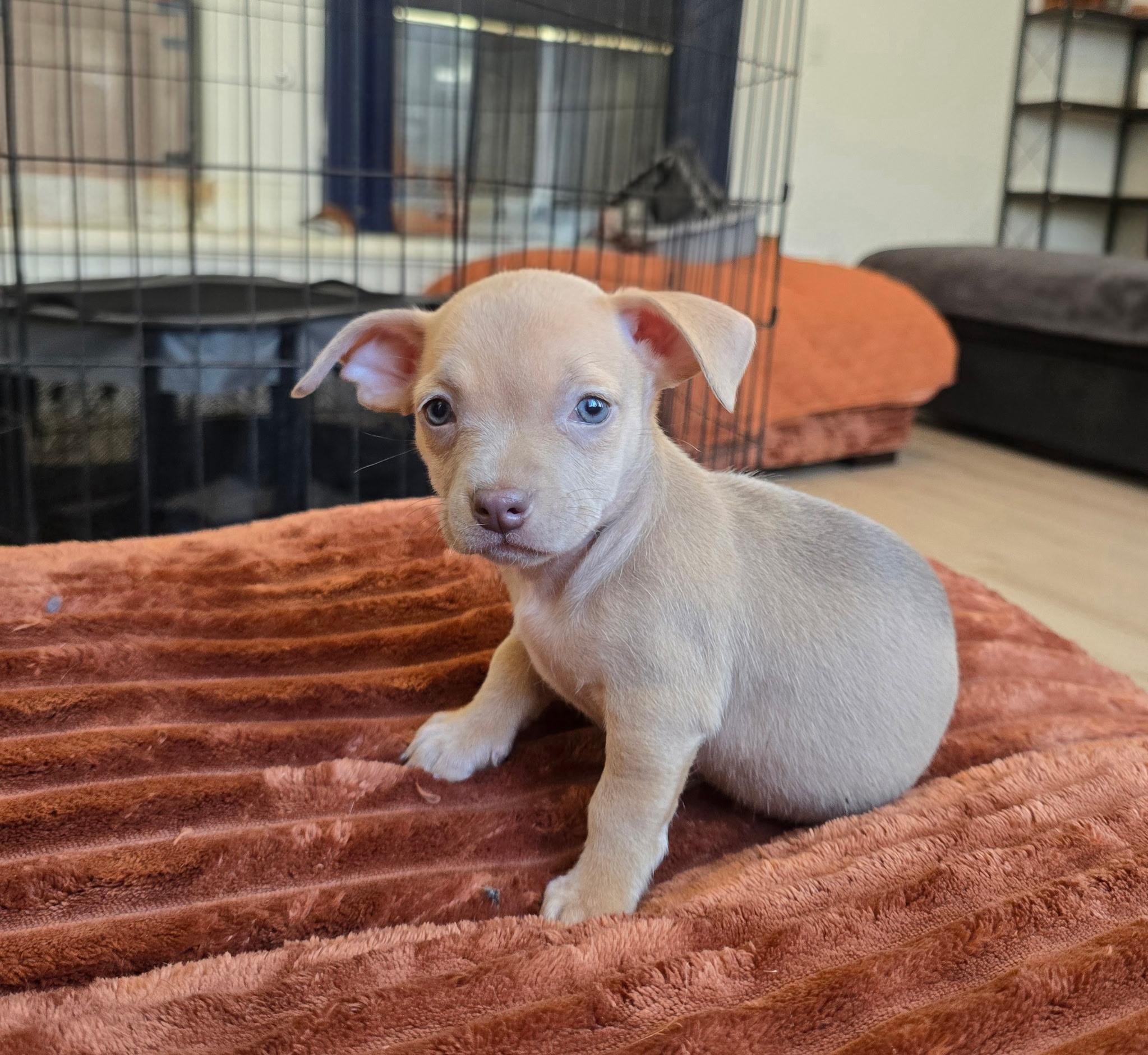 Triscuit (Nabisco litter), an adoptable mixed breed in Redwood City, CA image 4/6