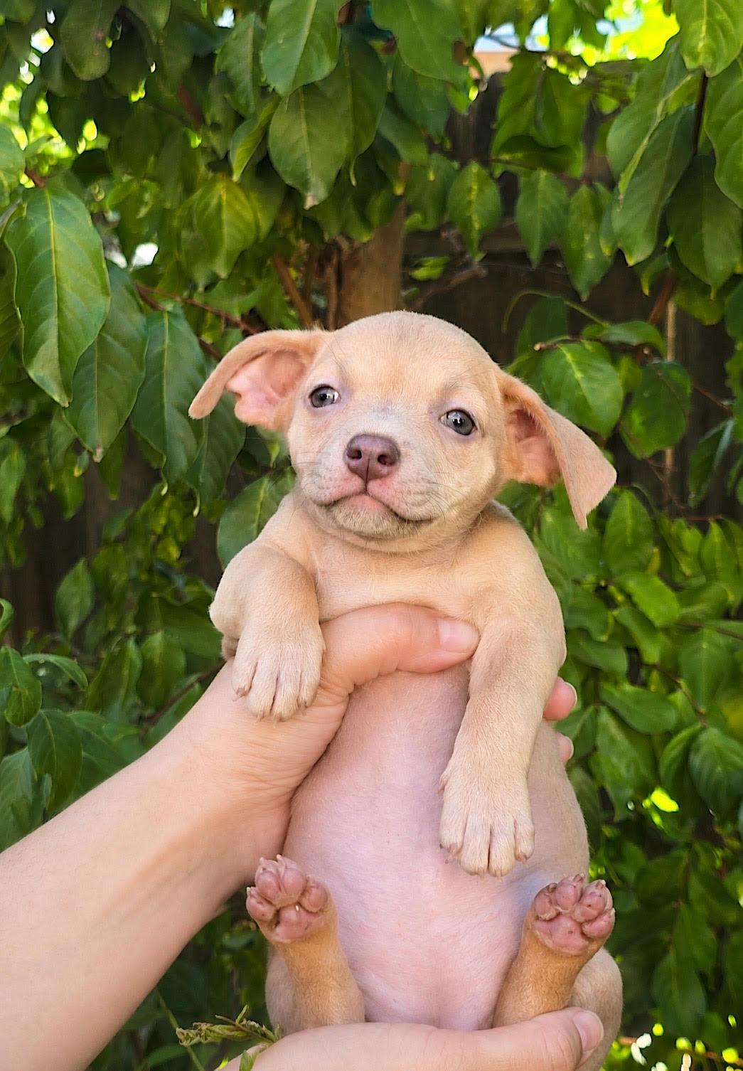 Triscuit (Nabisco litter), an adoptable mixed breed in Redwood City, CA image 3/6