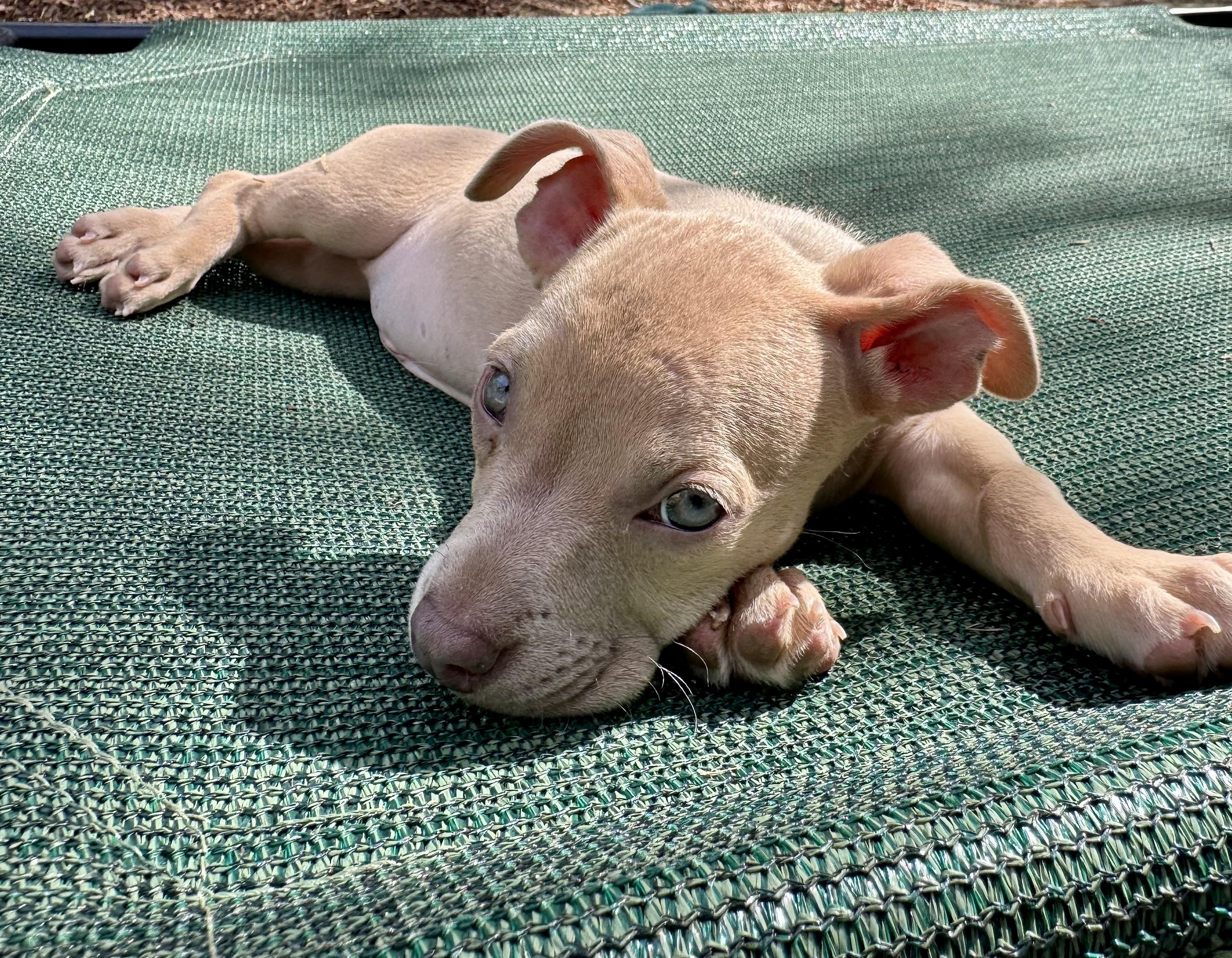 Triscuit (Nabisco litter), an adoptable mixed breed in Redwood City, CA image 6/6