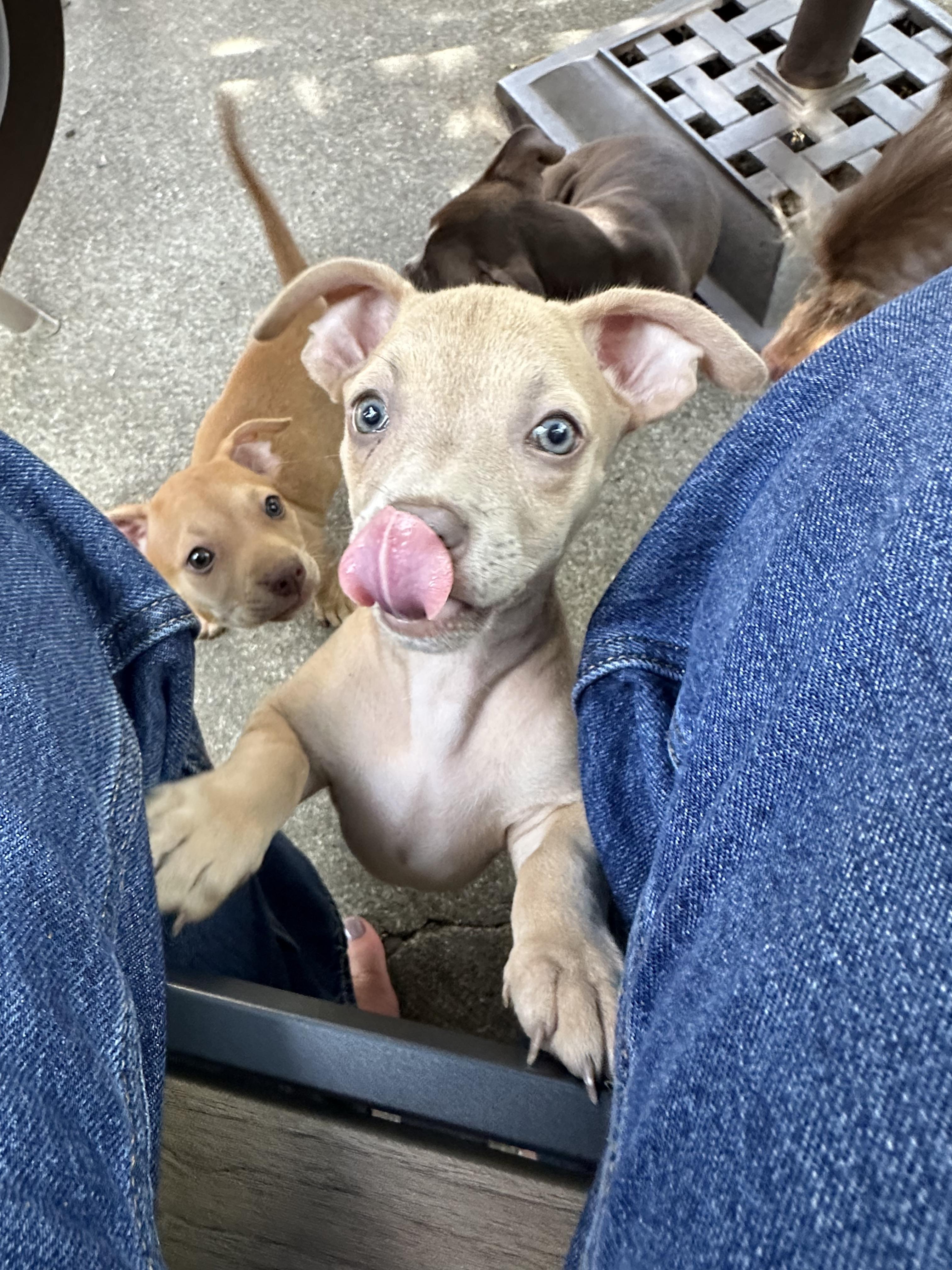 Triscuit (Nabisco litter), an adoptable mixed breed in Redwood City, CA image 5/6