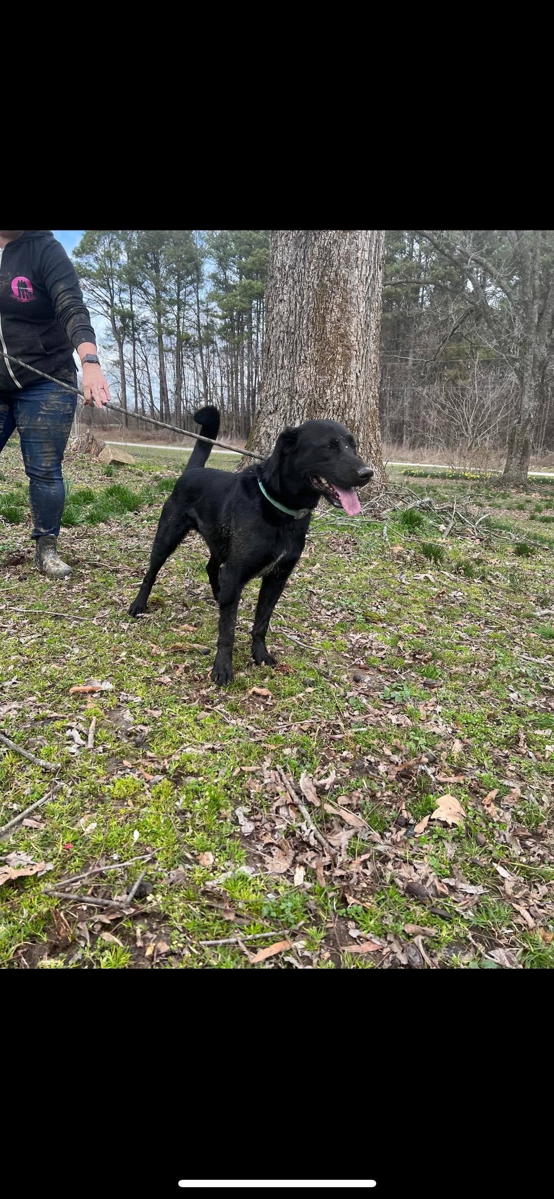 Shadow, Adoptable, Adult Male Black Labrador Retriever.