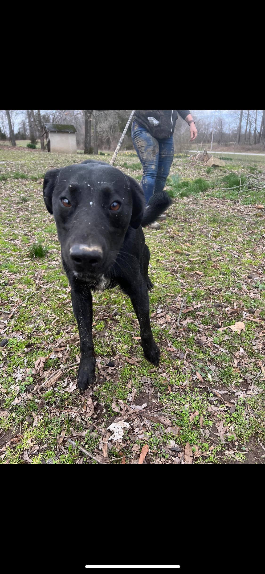 Enlarge Shadow, a Adoptable Black Labrador Retriever in Greenfield, TN image 2/16