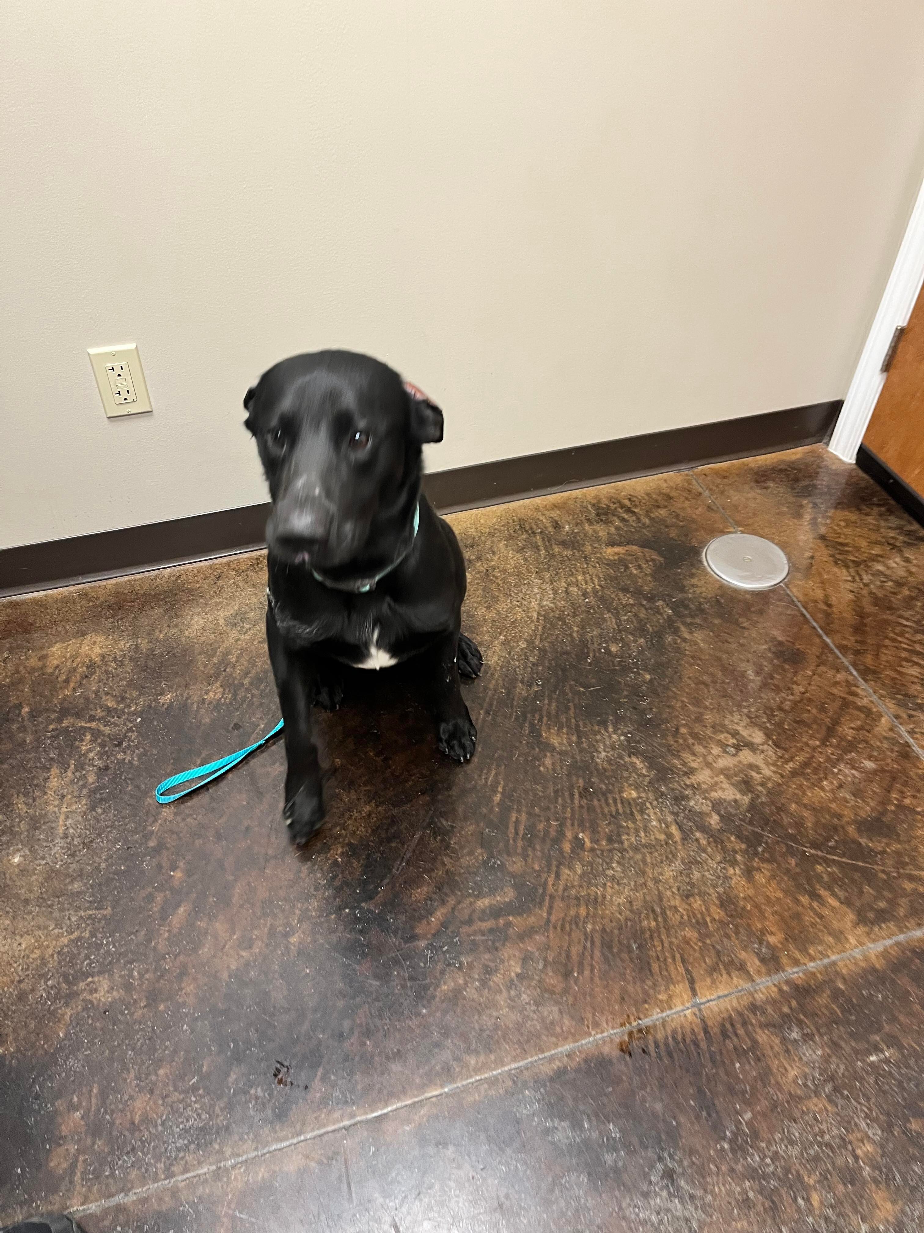 Enlarge Shadow, a Adoptable Black Labrador Retriever in Greenfield, TN image 3/16