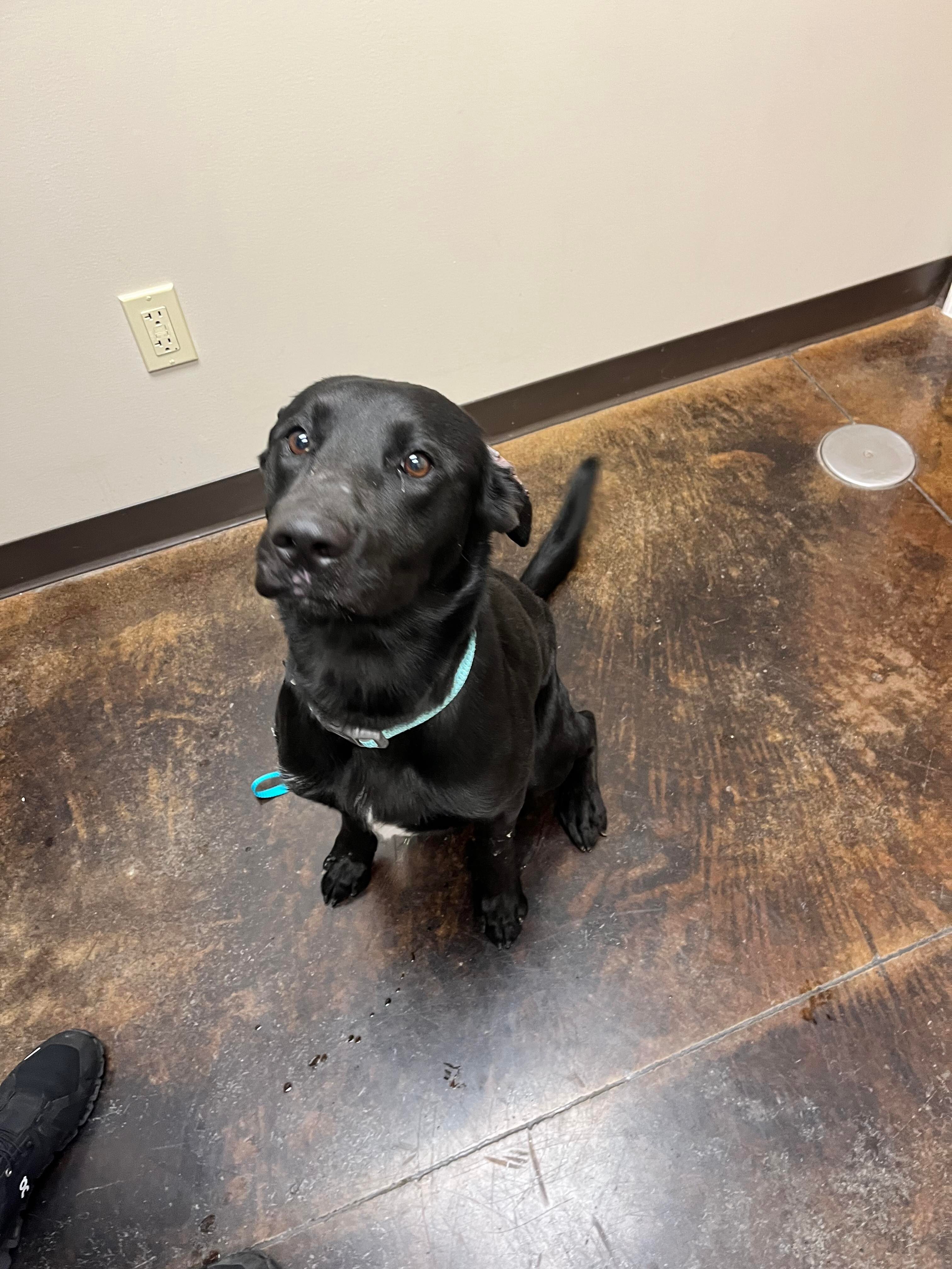 Enlarge Shadow, a Adoptable Black Labrador Retriever in Greenfield, TN image 4/16