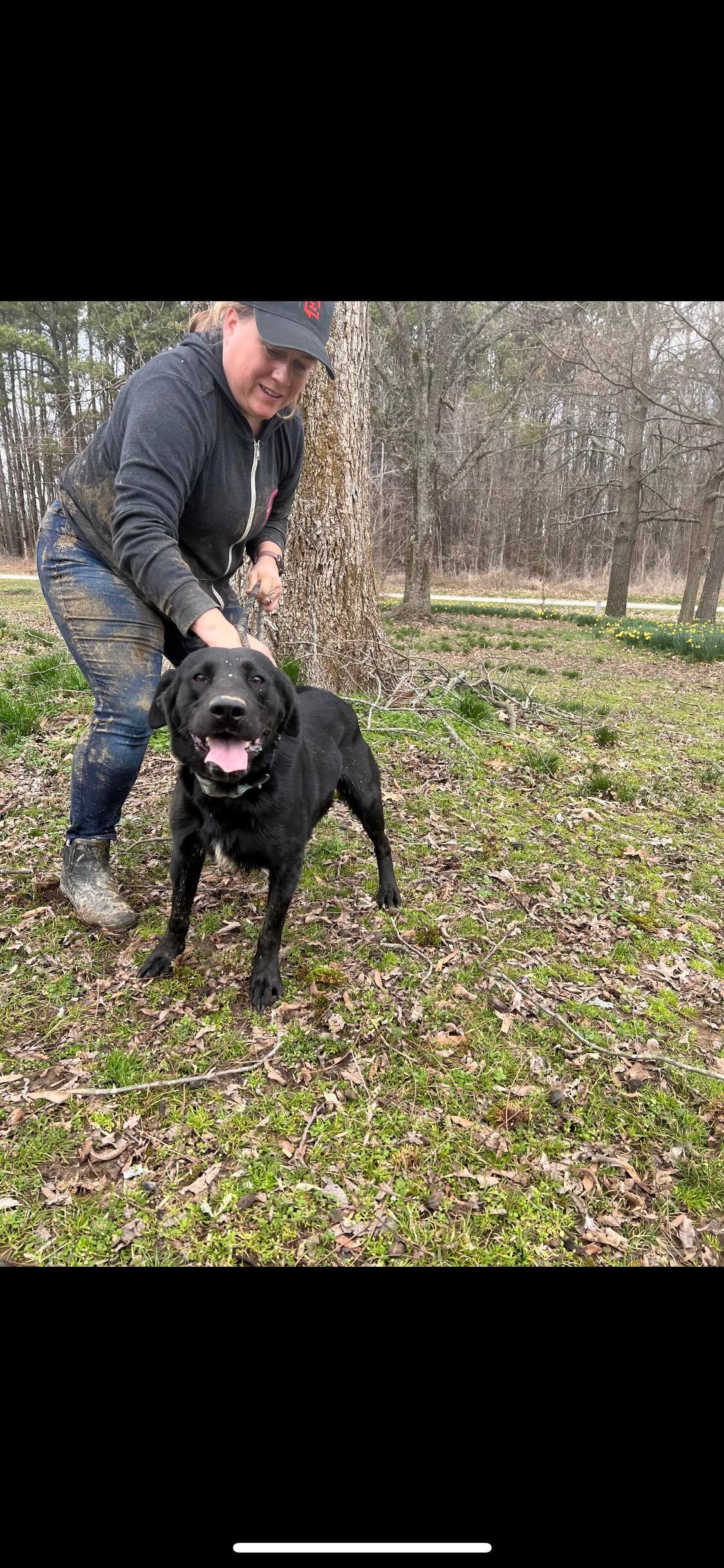 Enlarge Shadow, a Adoptable Black Labrador Retriever in Greenfield, TN image 5/16