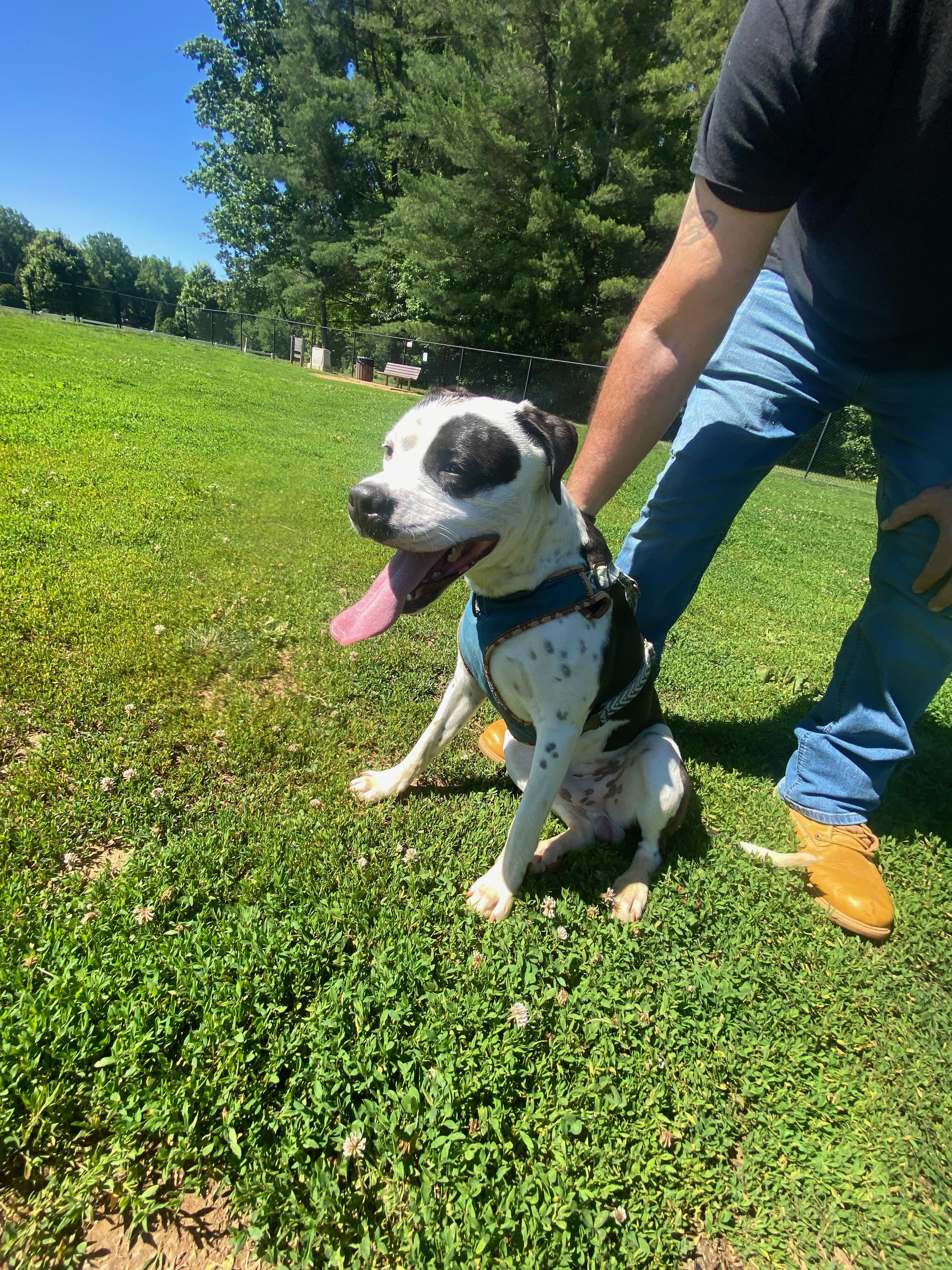 Dior, a ADOPTABLE mixed breed in Reidsville, NC image 2/3