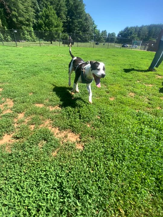 Enlarge Dior, a ADOPTABLE mixed breed in Reidsville, NC video 1/3