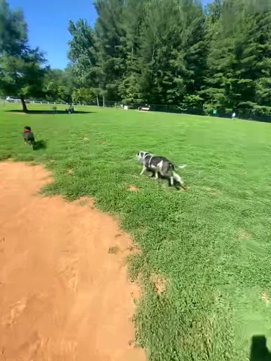 Enlarge Dior, a ADOPTABLE mixed breed in Reidsville, NC video 3/3