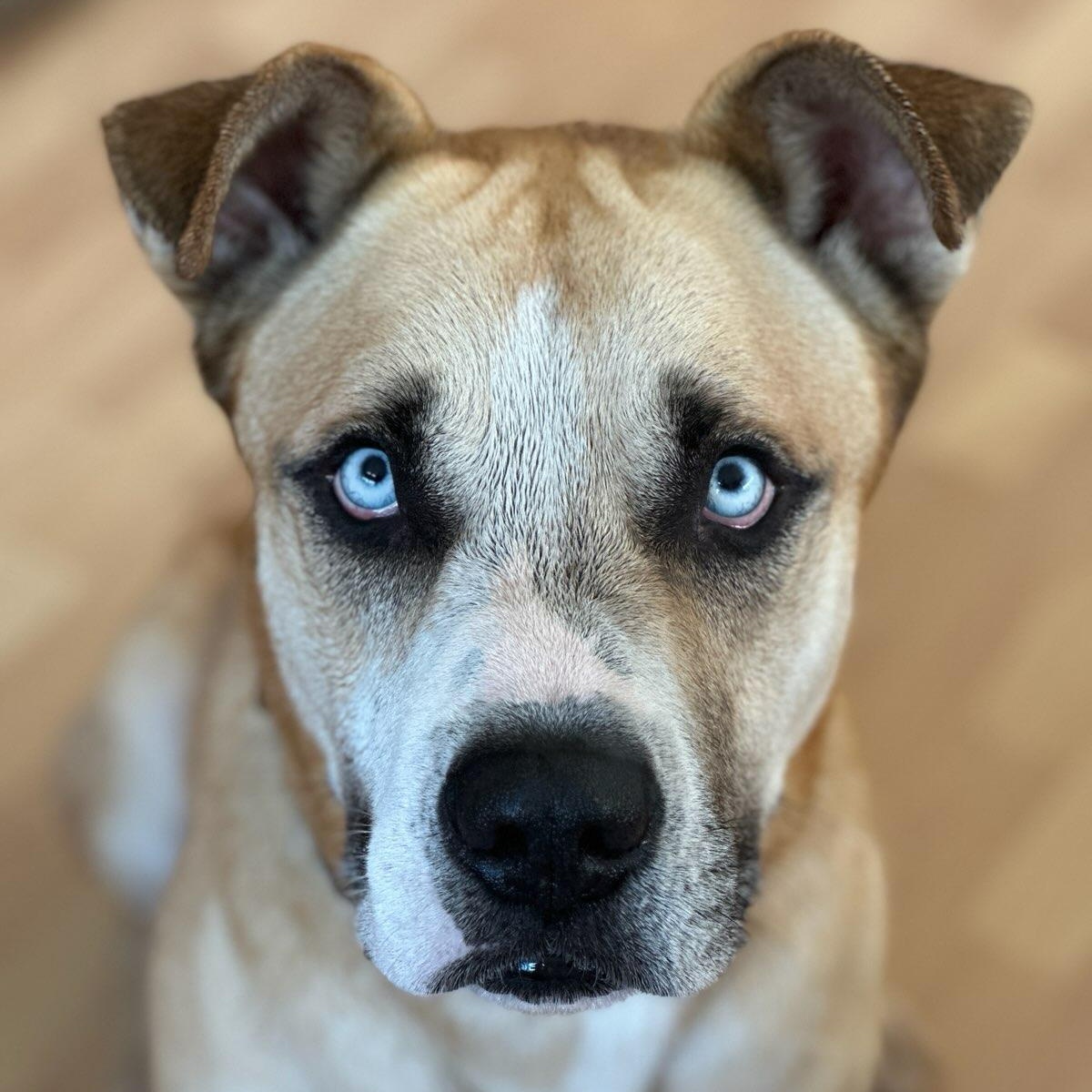 Pedro Pascal, Adopted, Adult Male Mastiff & Husky.