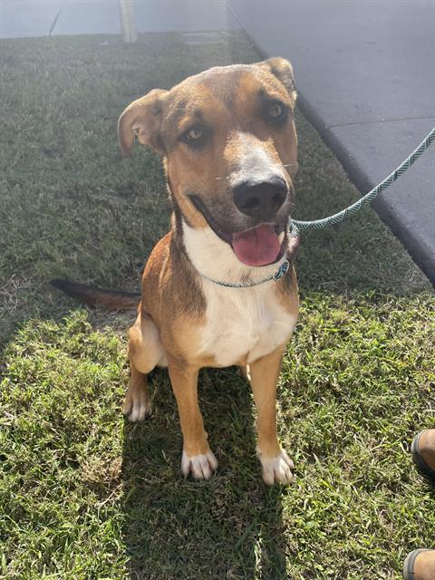 BANJO, Adoptable, Young Male Black Mouth Cur.