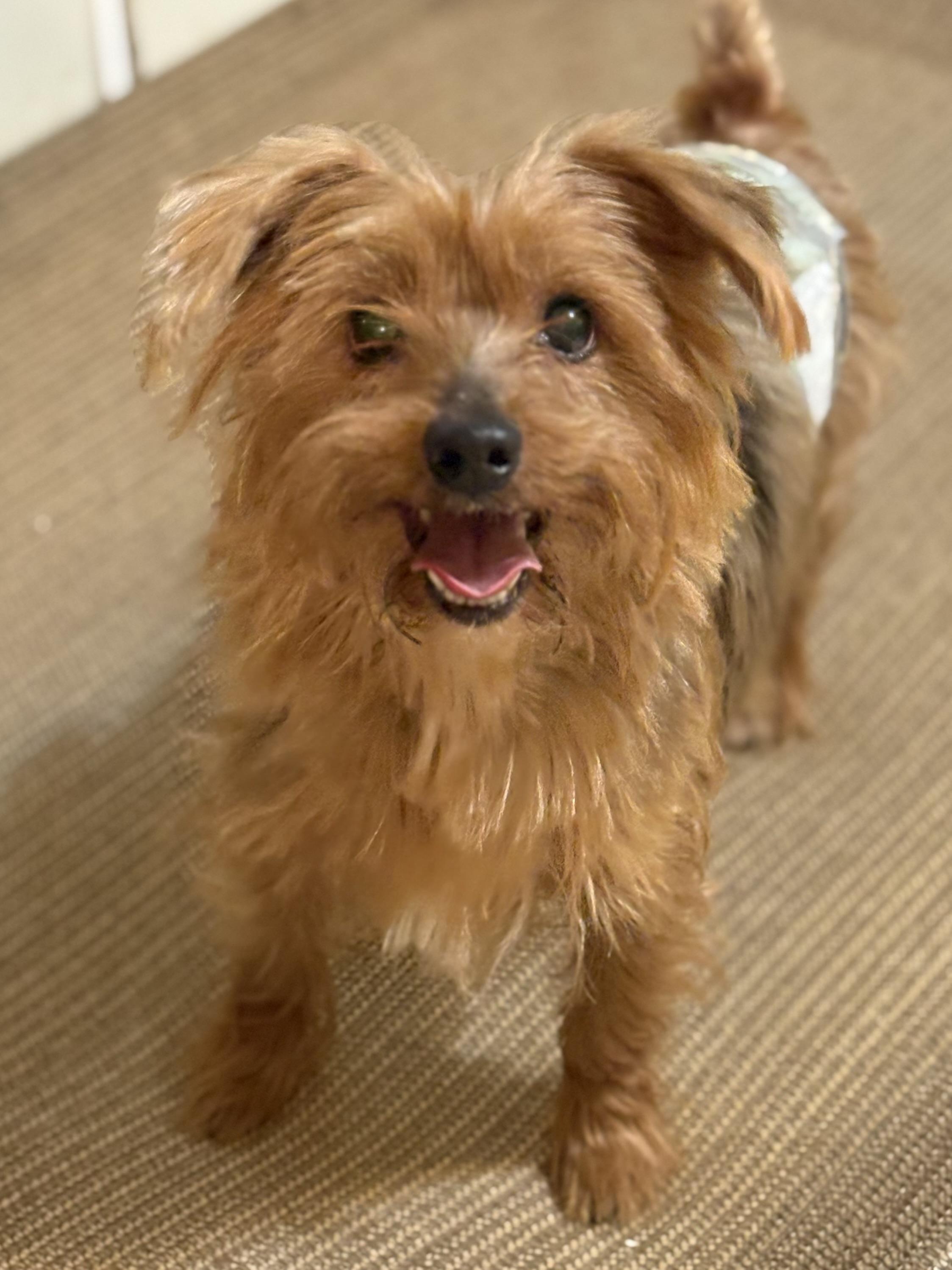 Scottie, an adopted mixed breed in Ooltewah, TN image 1/5