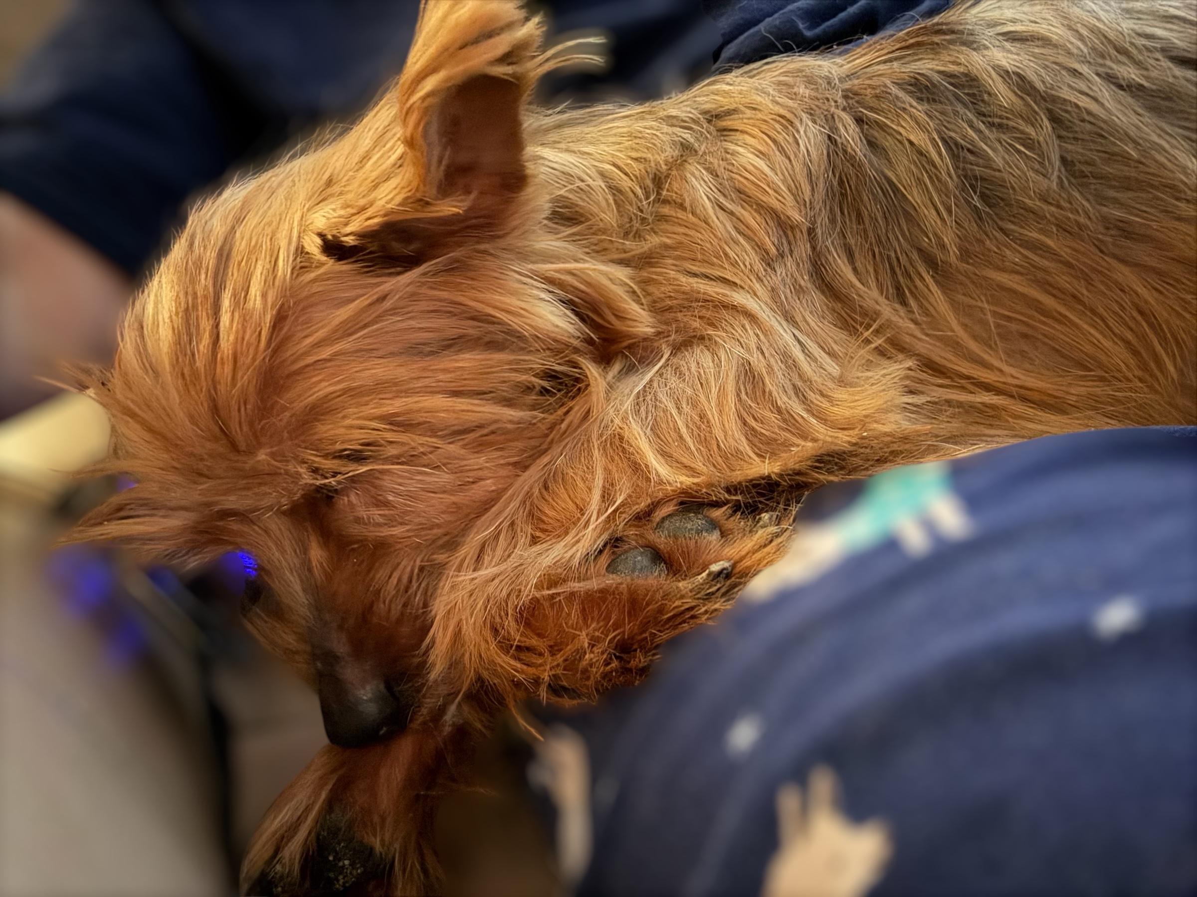 Scottie, an adopted mixed breed in Ooltewah, TN image 3/5