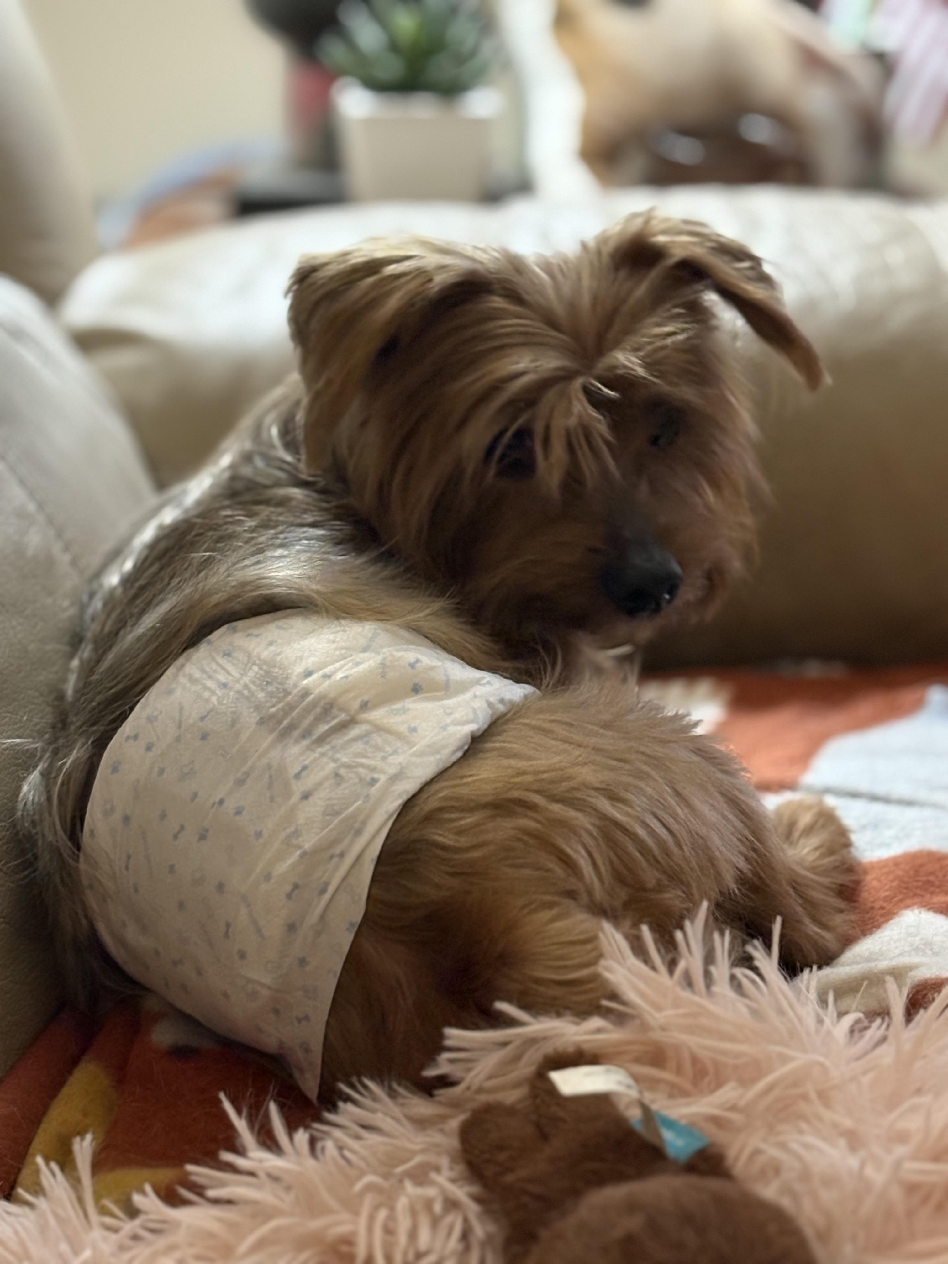 Scottie, an adopted mixed breed in Ooltewah, TN image 4/5