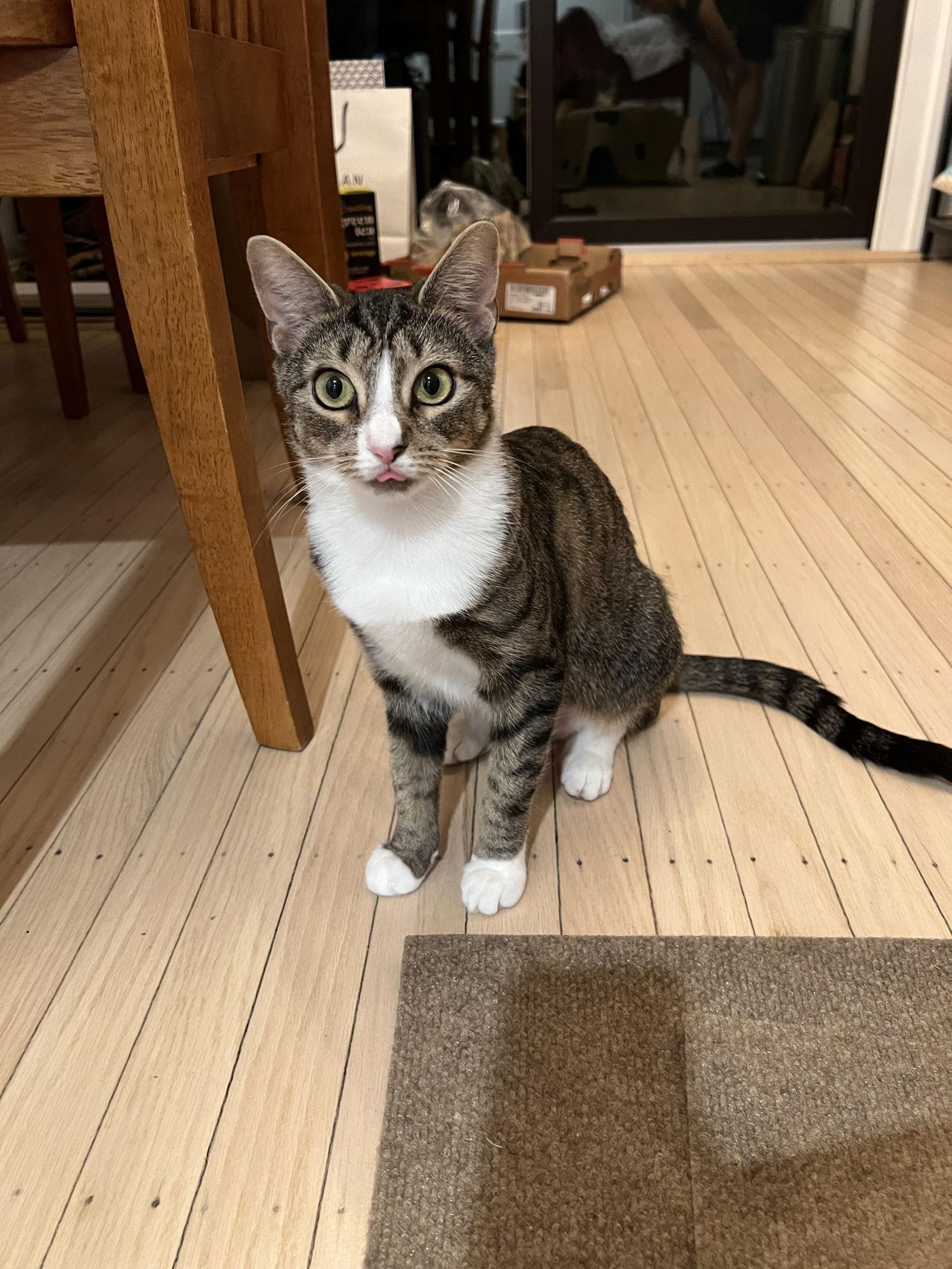 Enlarge Skyanna, a Adoptable Domestic Short Hair in Broomall, PA image 1/3