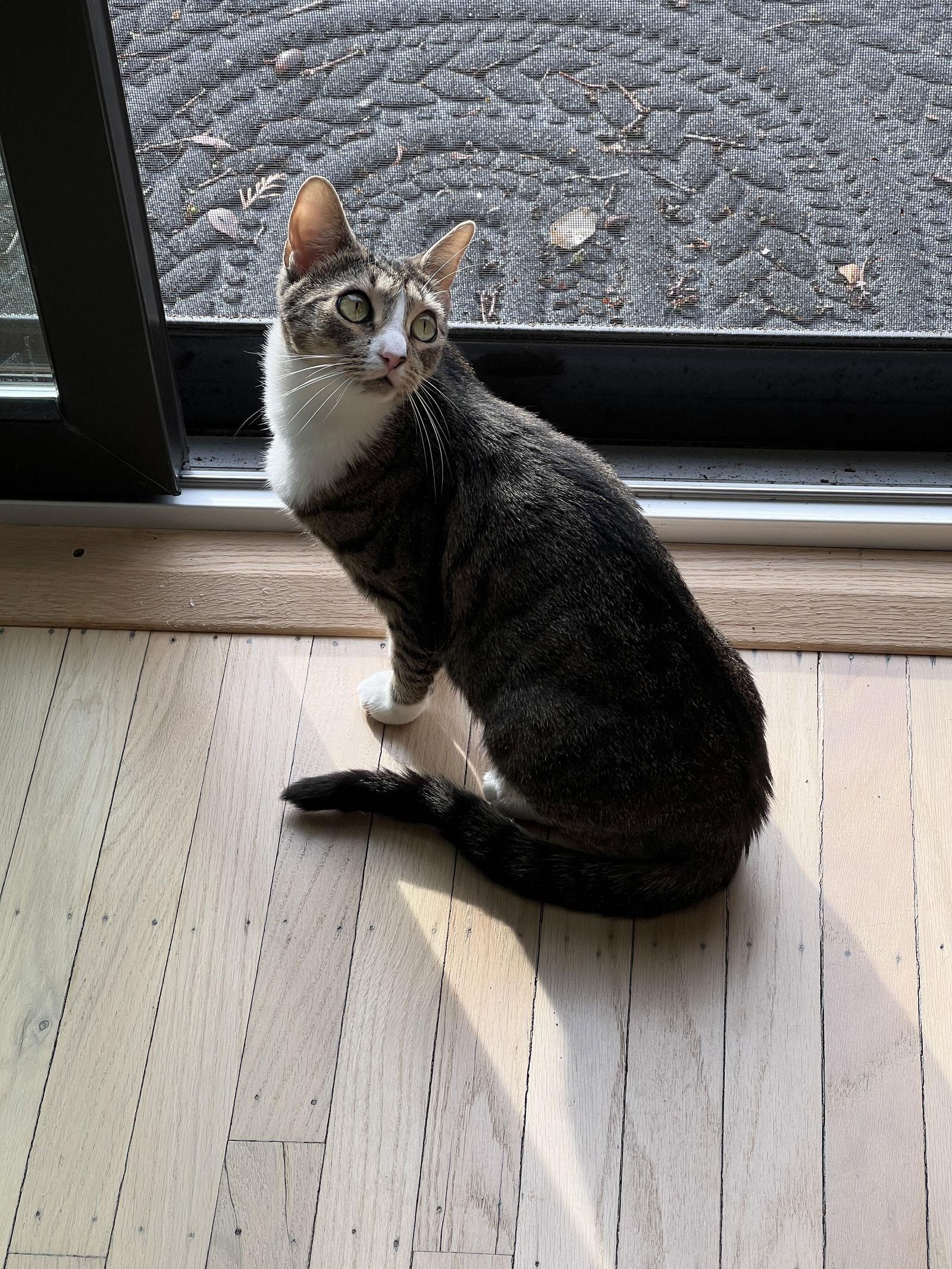 Enlarge Skyanna, a Adoptable Domestic Short Hair in Broomall, PA image 2/3