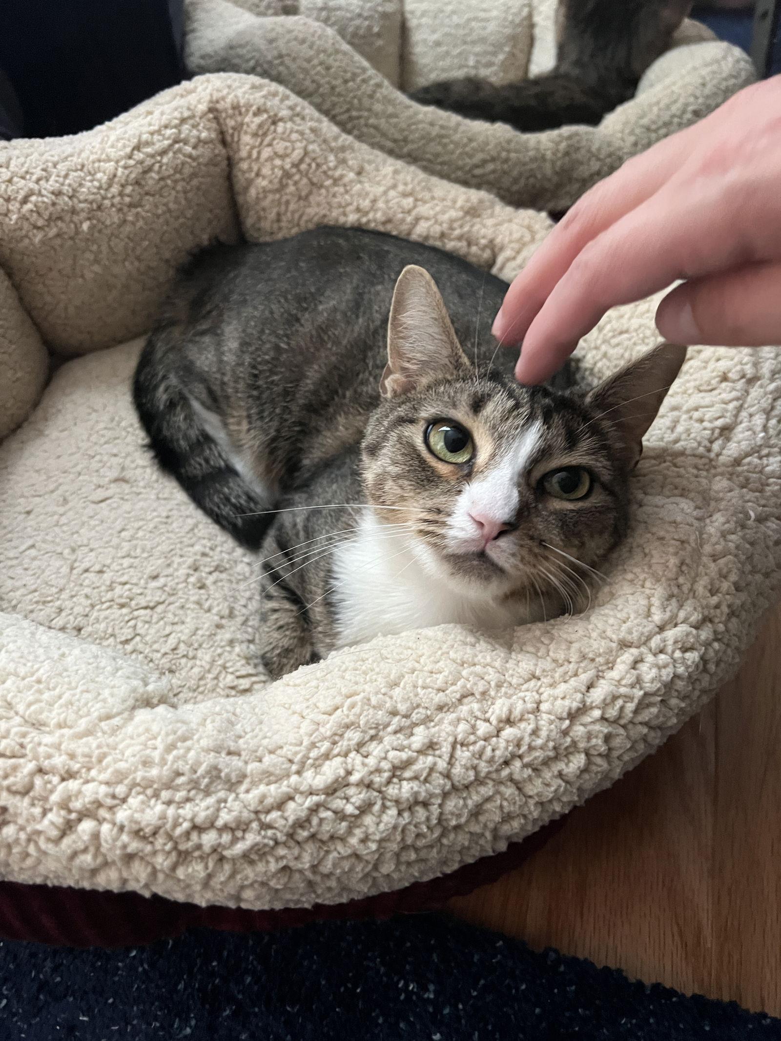 Enlarge Skyanna, a Adoptable Domestic Short Hair in Broomall, PA image 3/3