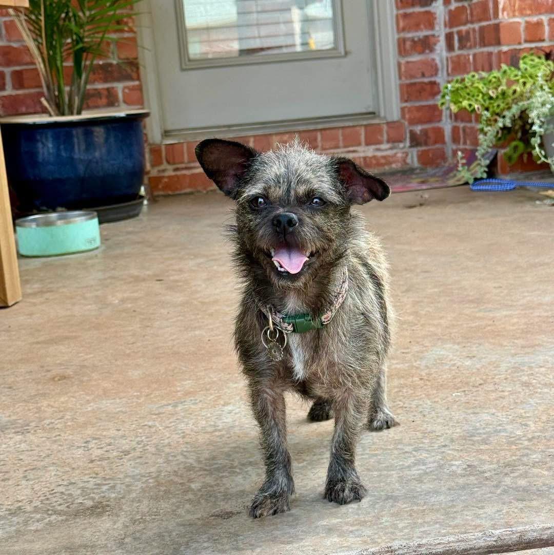 Eloise, a ADOPTABLE mixed breed in Edmond, OK image 4/6