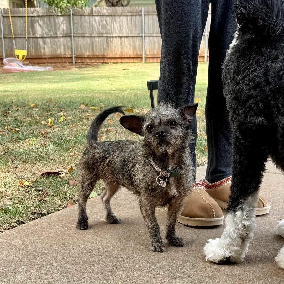 Eloise, a ADOPTABLE mixed breed in Edmond, OK image 5/6
