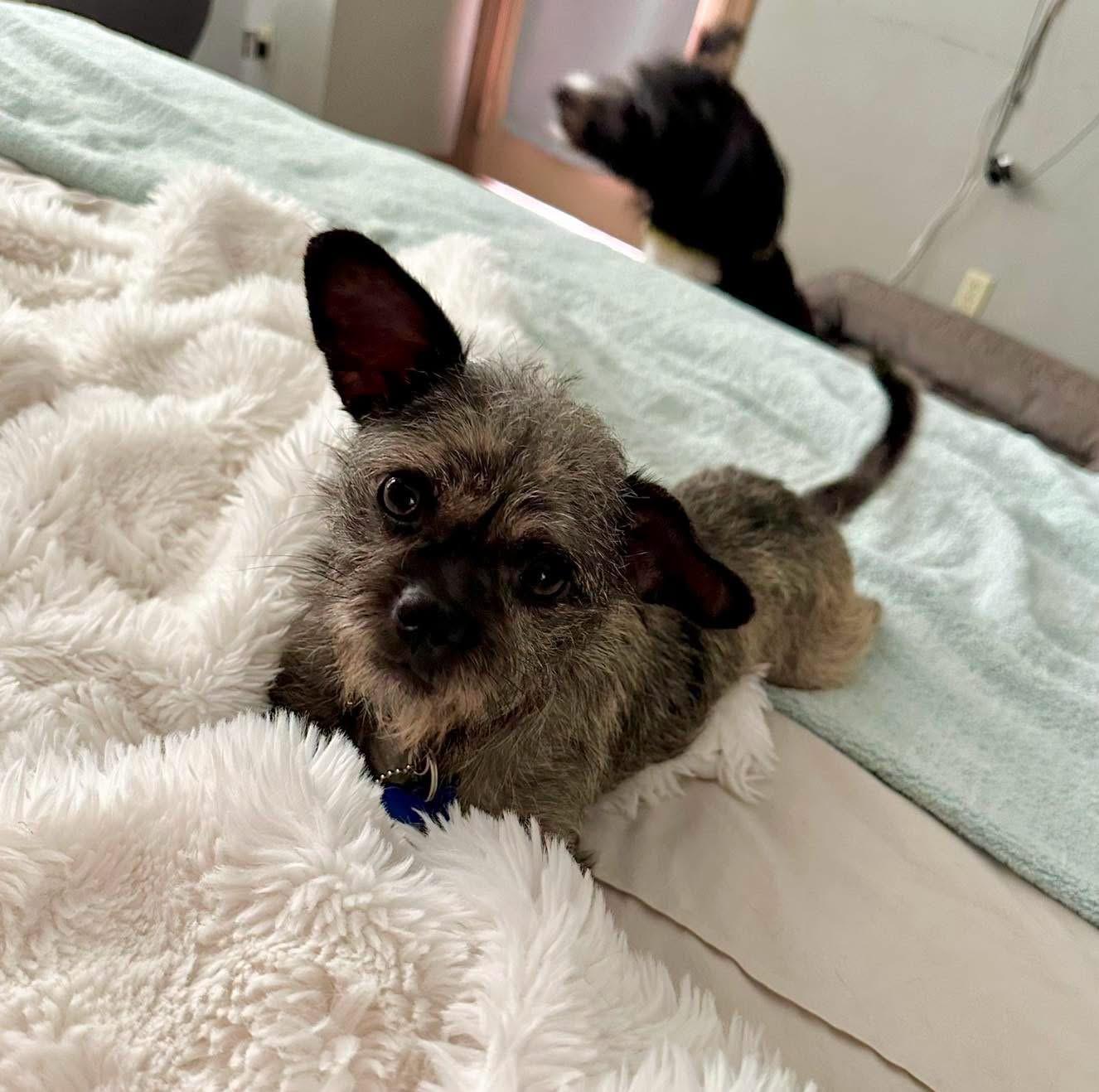 Eloise, ADOPTABLE, Adult Female Terrier.