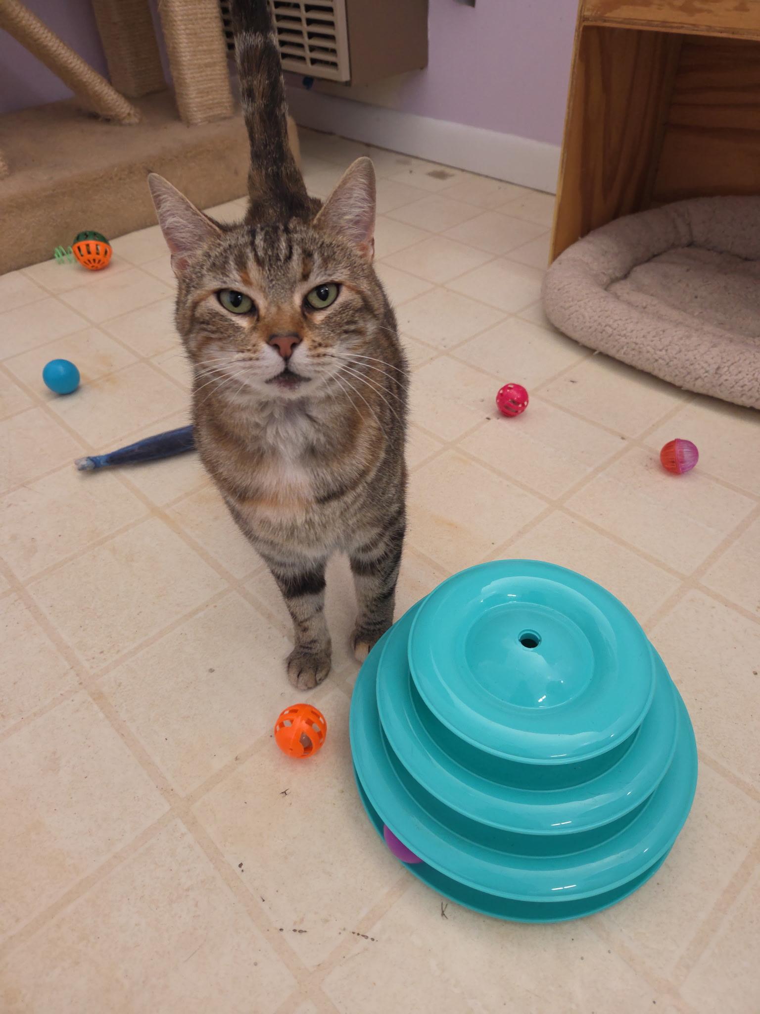 Squirrel Shewman (Sweet, friendly and playful girl!)