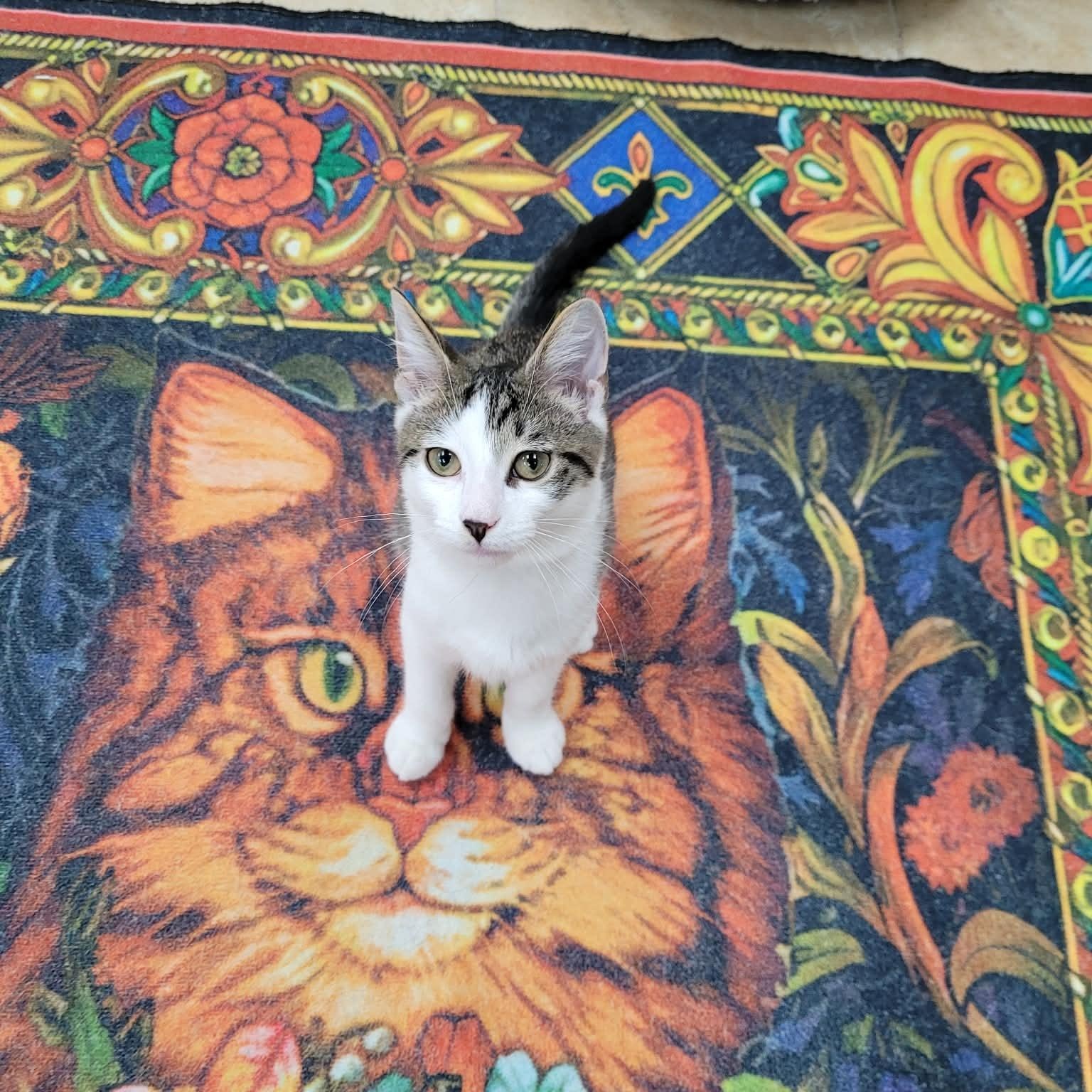 Enlarge Chaos, a ADOPTABLE Domestic Short Hair in Rochester, NY image 2/5
