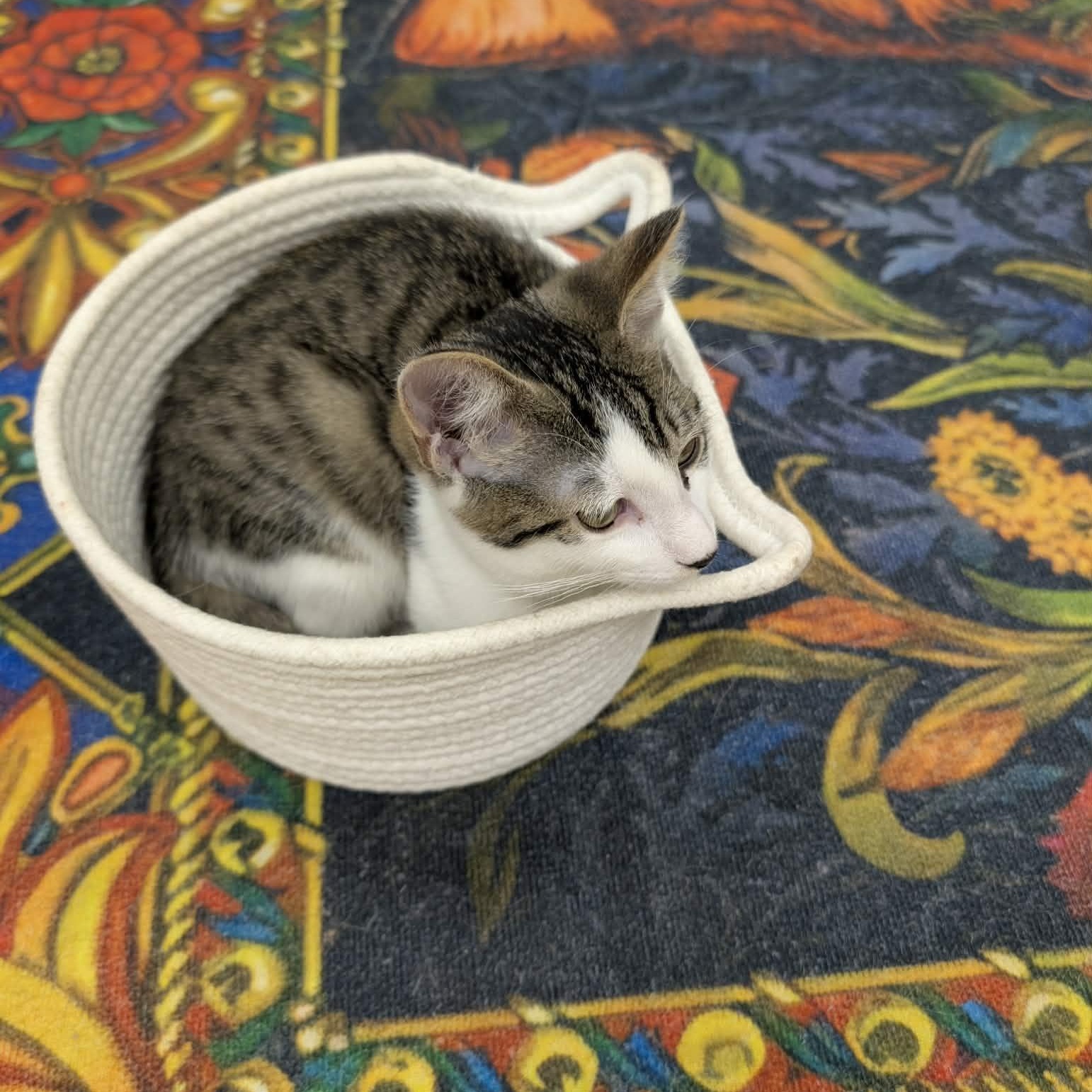 Enlarge Chaos, a ADOPTABLE Domestic Short Hair in Rochester, NY image 4/5
