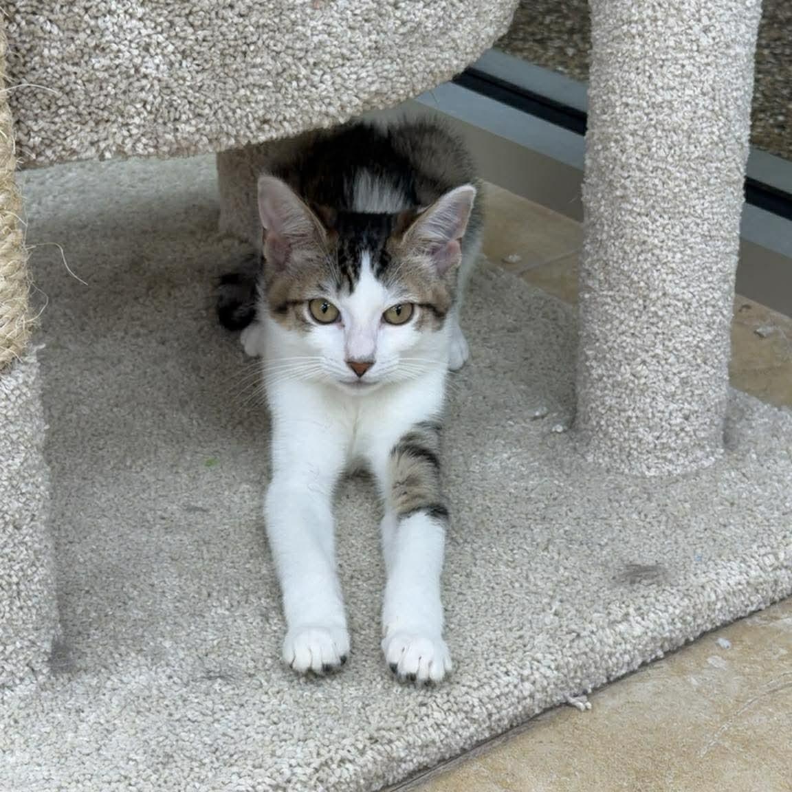 Enlarge Chaos, a ADOPTABLE Domestic Short Hair in Rochester, NY image 1/5