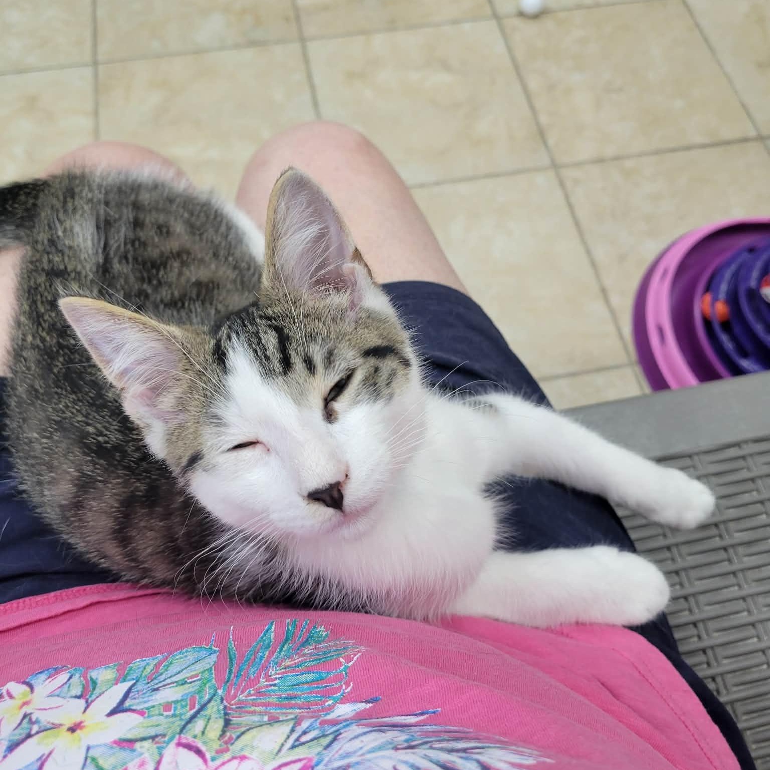 Enlarge Chaos, a ADOPTABLE Domestic Short Hair in Rochester, NY image 5/5