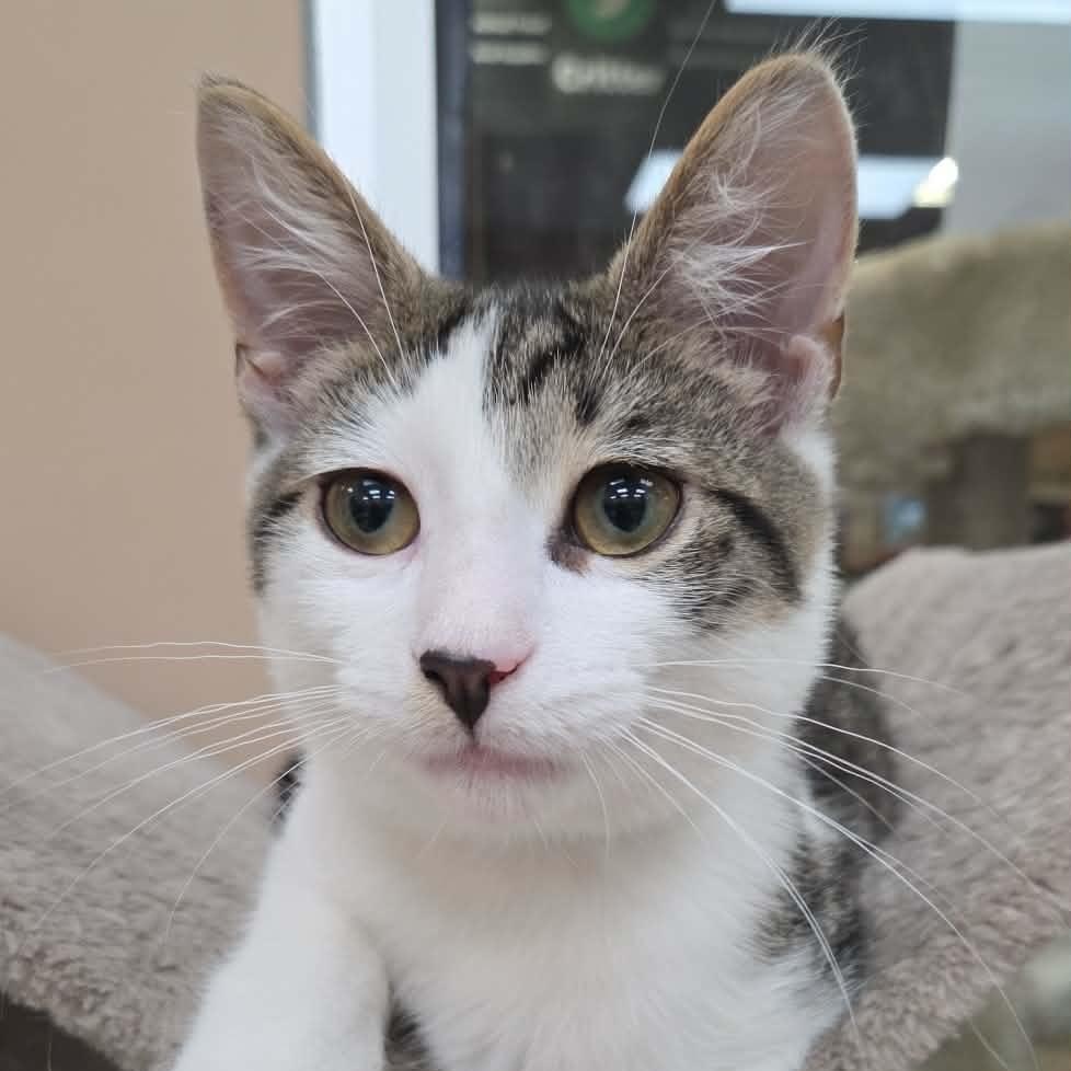 Enlarge Chaos, a ADOPTABLE Domestic Short Hair in Rochester, NY image 3/5