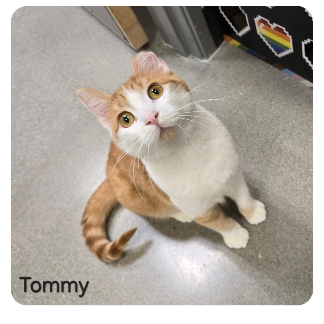 Enlarge Tommy, a ADOPTABLE Domestic Short Hair in Sedalia, MO image 4/6