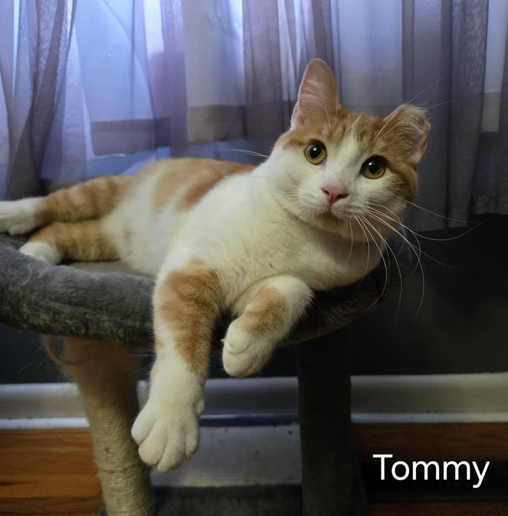 Enlarge Tommy, a ADOPTABLE Domestic Short Hair in Sedalia, MO image 1/4