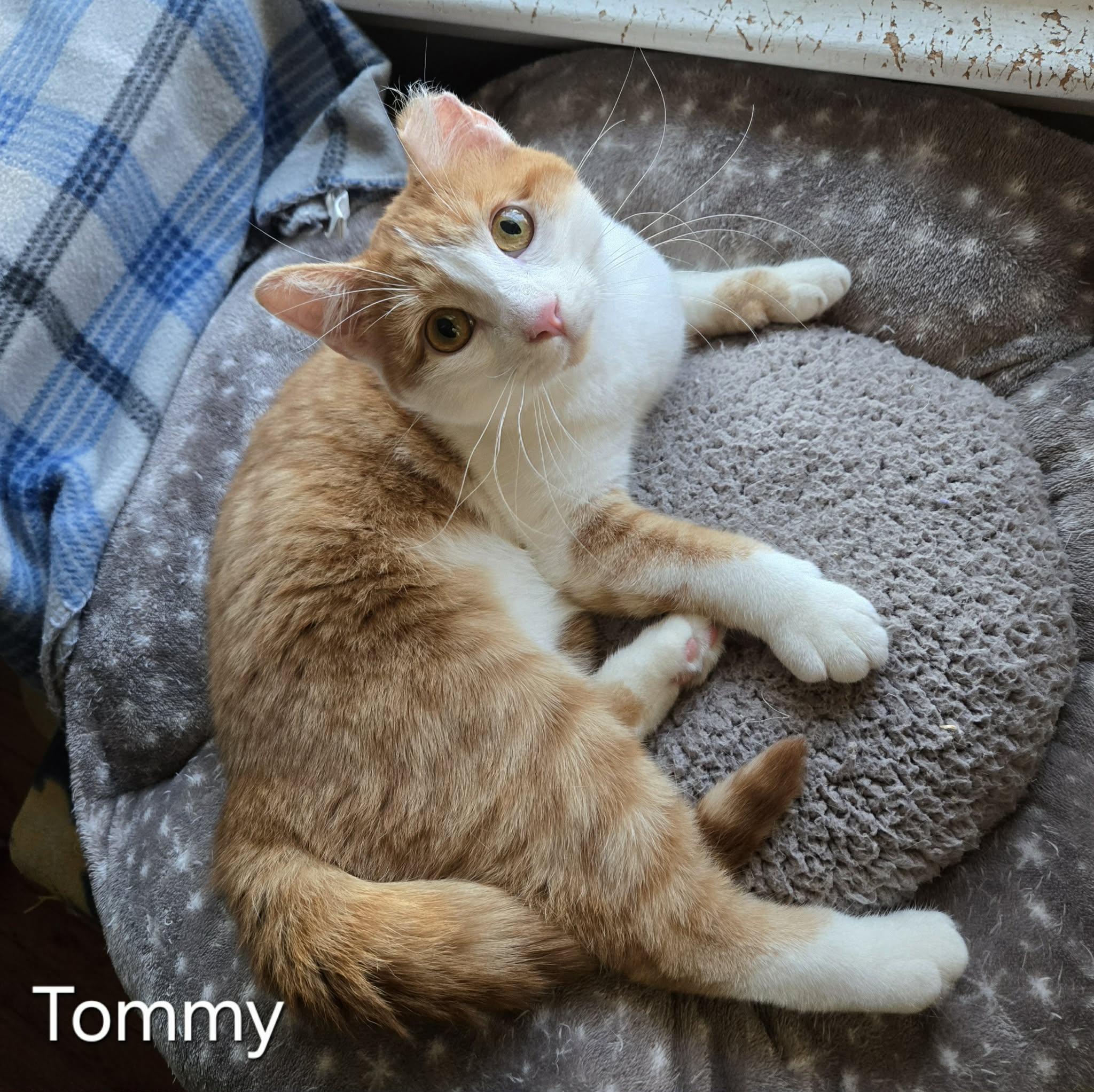 Enlarge Tommy, a ADOPTABLE Domestic Short Hair in Sedalia, MO image 3/4