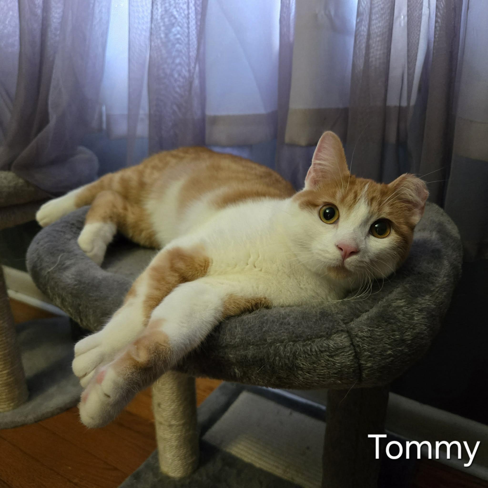 Enlarge Tommy, a ADOPTABLE Domestic Short Hair in Sedalia, MO image 2/4