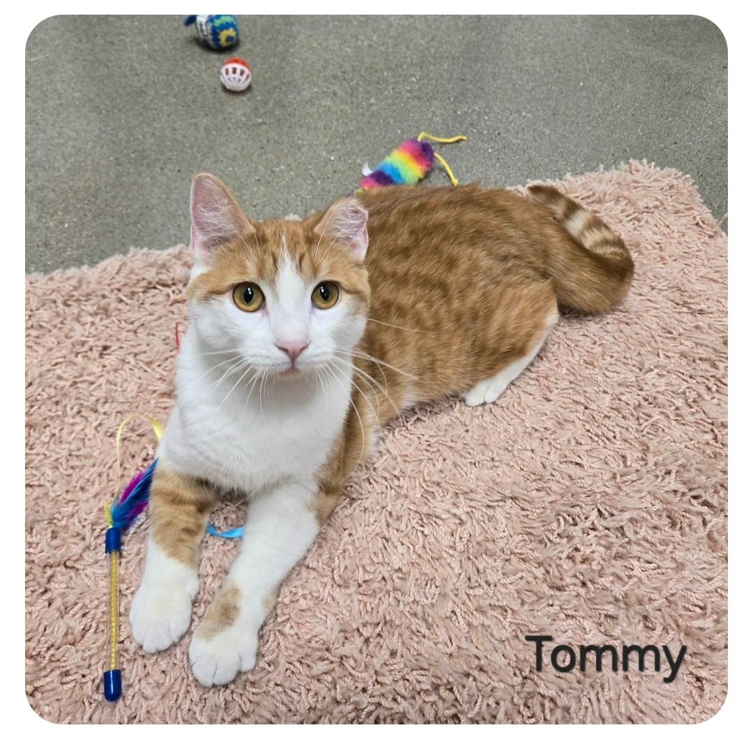 Enlarge Tommy, a ADOPTABLE Domestic Short Hair in Sedalia, MO image 3/6