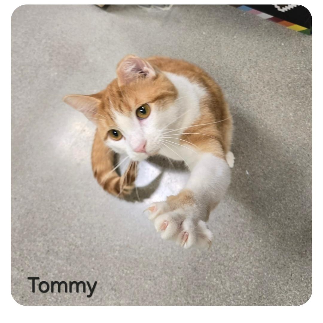 Enlarge Tommy, a ADOPTABLE Domestic Short Hair in Sedalia, MO image 6/6