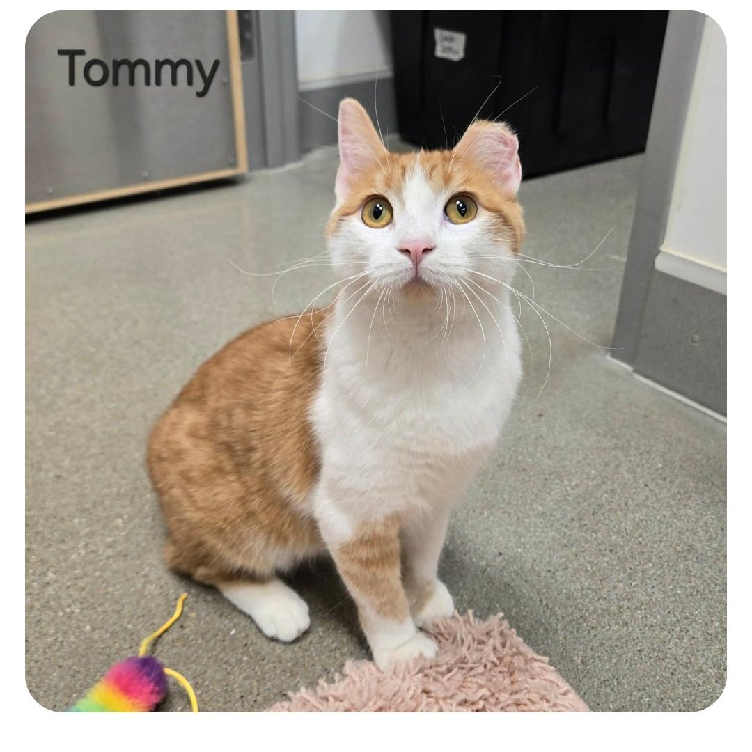 Enlarge Tommy, a ADOPTABLE Domestic Short Hair in Sedalia, MO image 1/6