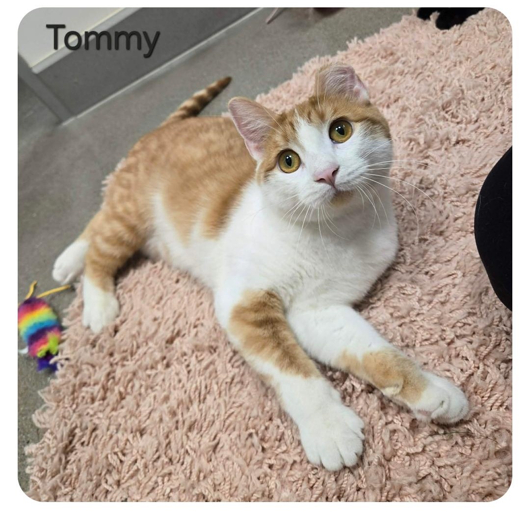 Enlarge Tommy, a ADOPTABLE Domestic Short Hair in Sedalia, MO image 5/6