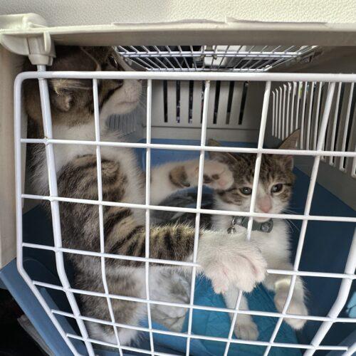 Schmidt, Adoptable, Kitten Male Tabby & Domestic Short Hair.