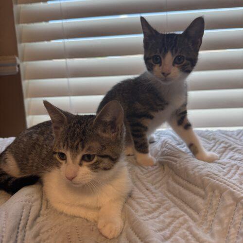 Enlarge Schmidt, a Adoptable mixed breed in Edmond, OK image 2/5