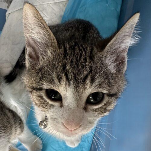 Enlarge Schmidt, a Adoptable mixed breed in Edmond, OK image 3/5