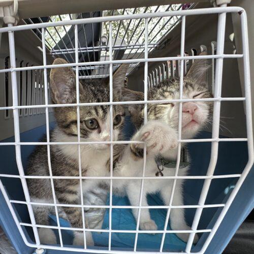 Enlarge Schmidt, a Adoptable mixed breed in Edmond, OK image 4/5